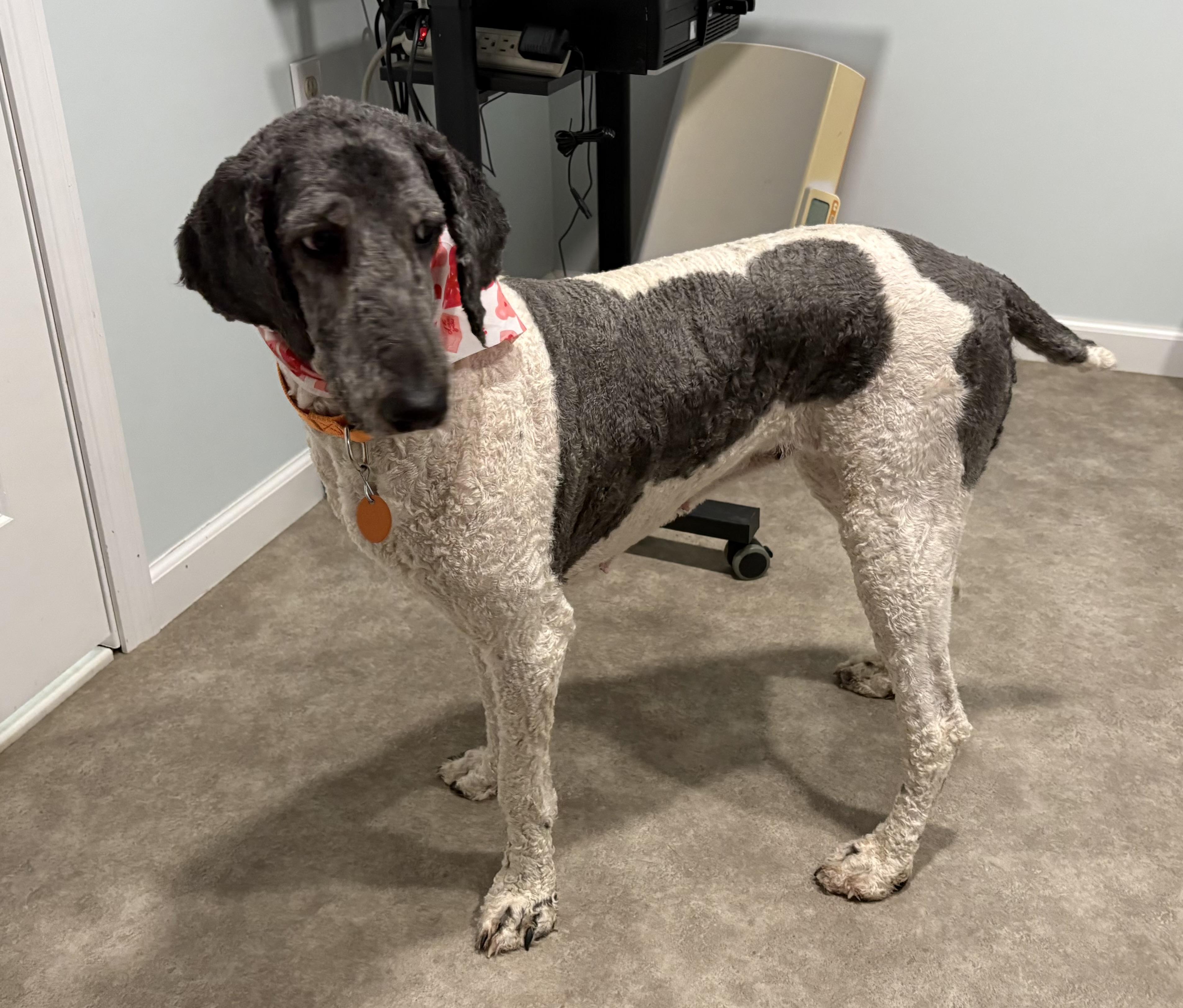 Cookie, a ADOPTABLE Poodle in Grant, NE image 4/4