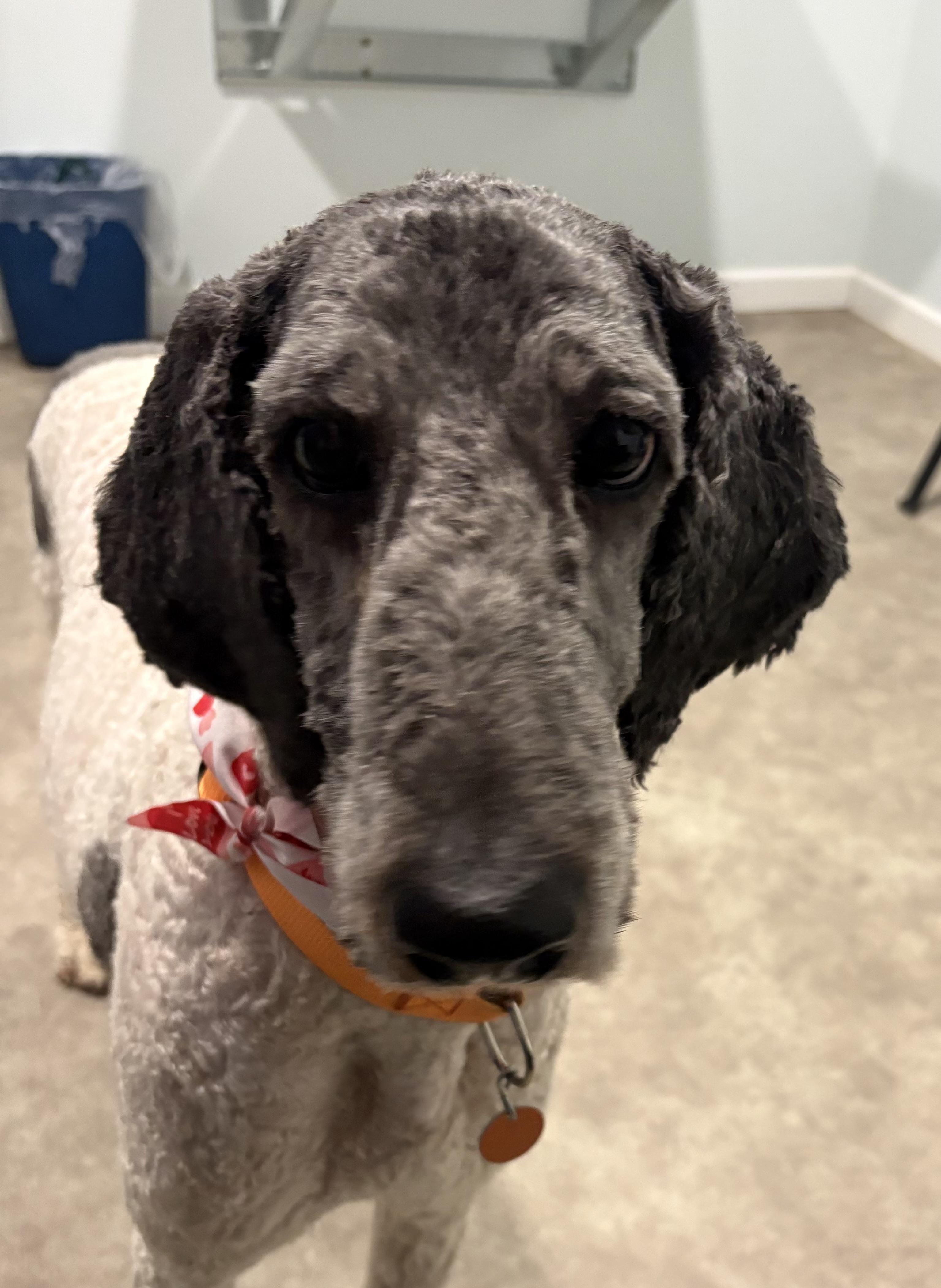 Cookie, a ADOPTABLE Poodle in Grant, NE image 2/4