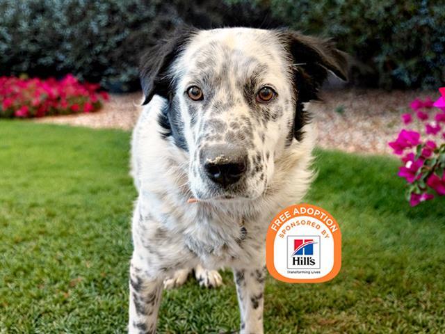 HERMAN, Adoptable, Adult Male Portuguese Water Dog & Mixed Breed.