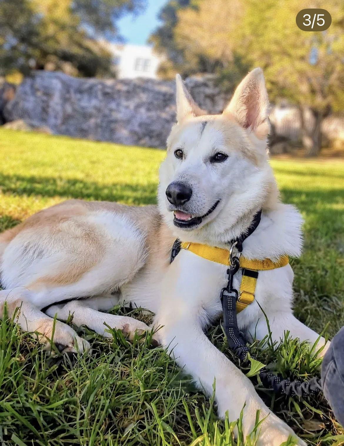 Essex, Adoptable, Adult Male Siberian Husky.