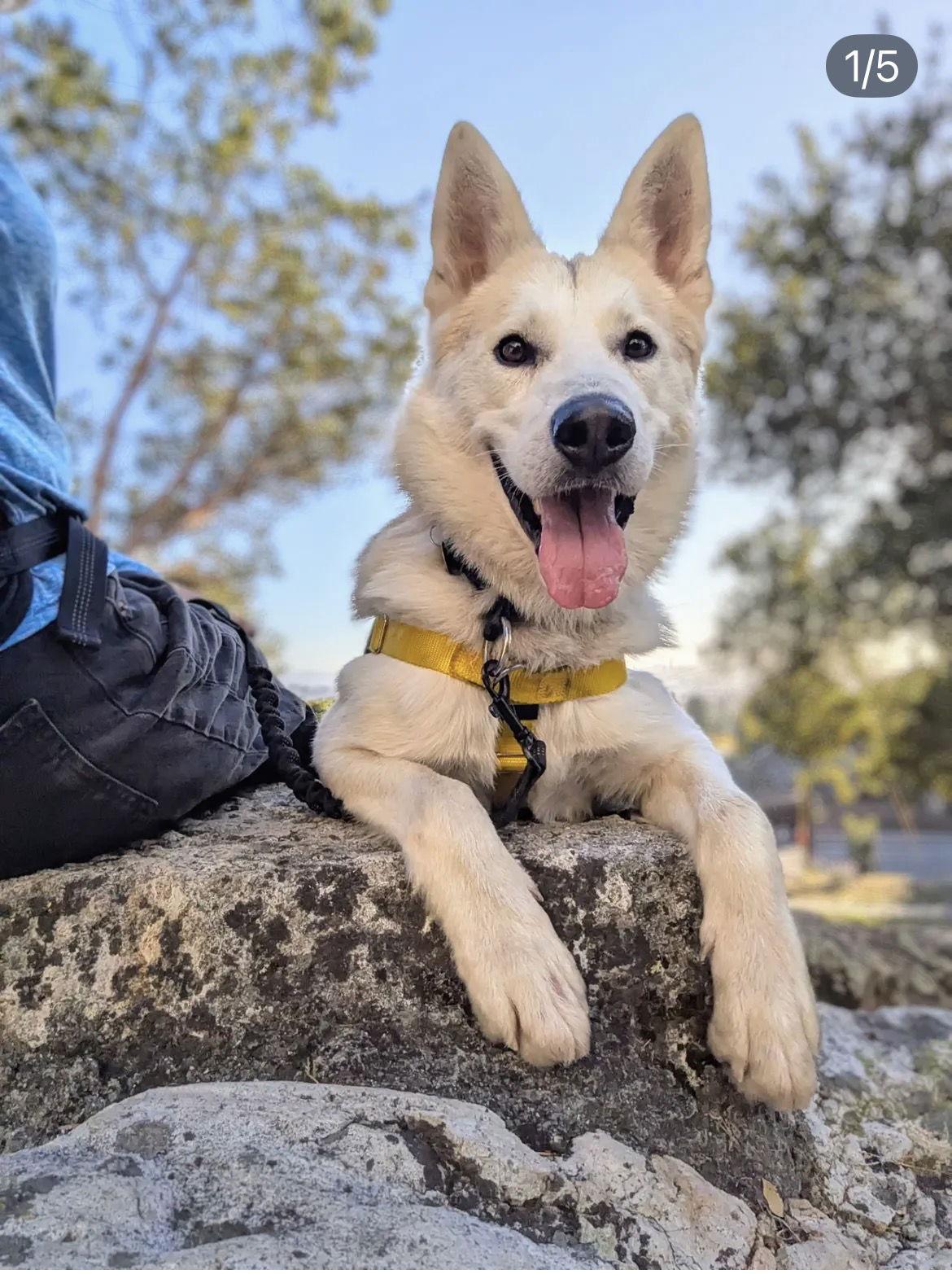 Enlarge Essex, a Adoptable Siberian Husky in Walnut Creek, CA image 2/3