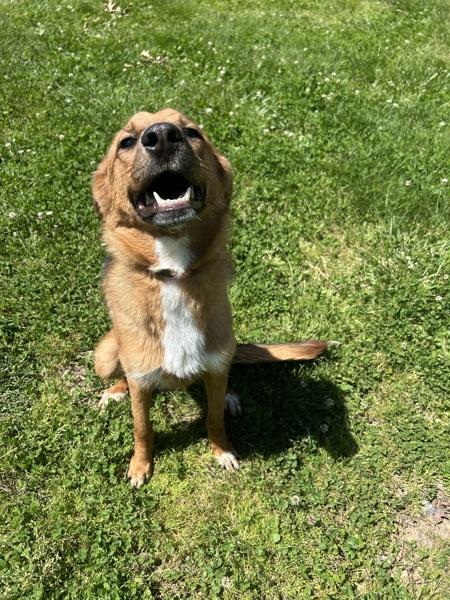 Aurora, Adoptable, Young Female German Shepherd Dog.