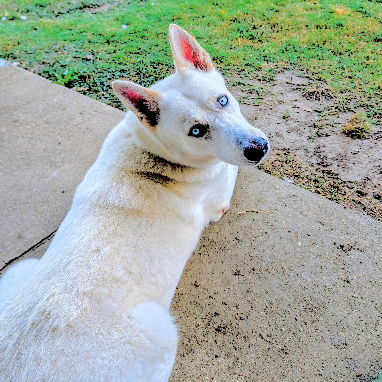 Dog for adoption - Casper, a Siberian Husky Mix in Moorestown, NJ ...