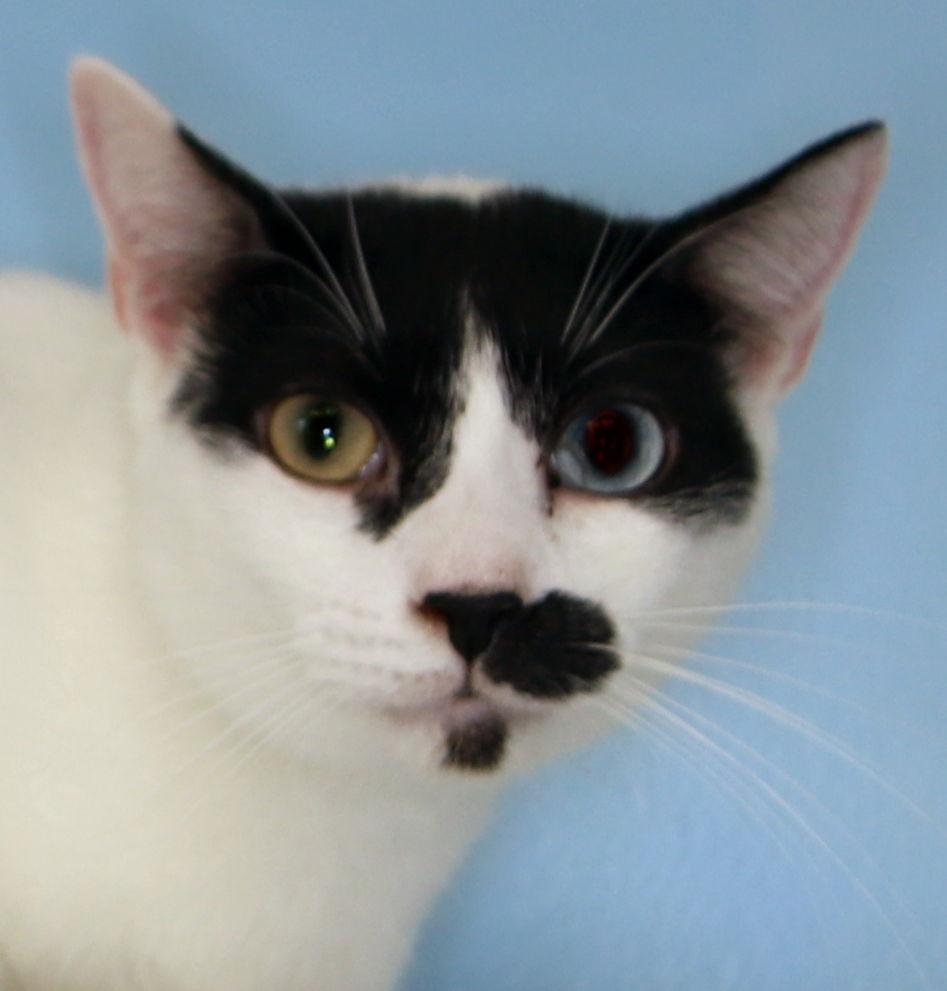 Charlie Chapman - Center, Adoptable, Adult Male Domestic Short Hair.