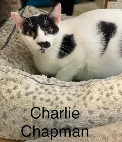 Enlarge Charlie Chapman - Center, a Adoptable Domestic Short Hair in Oakland Park, FL image 2/3