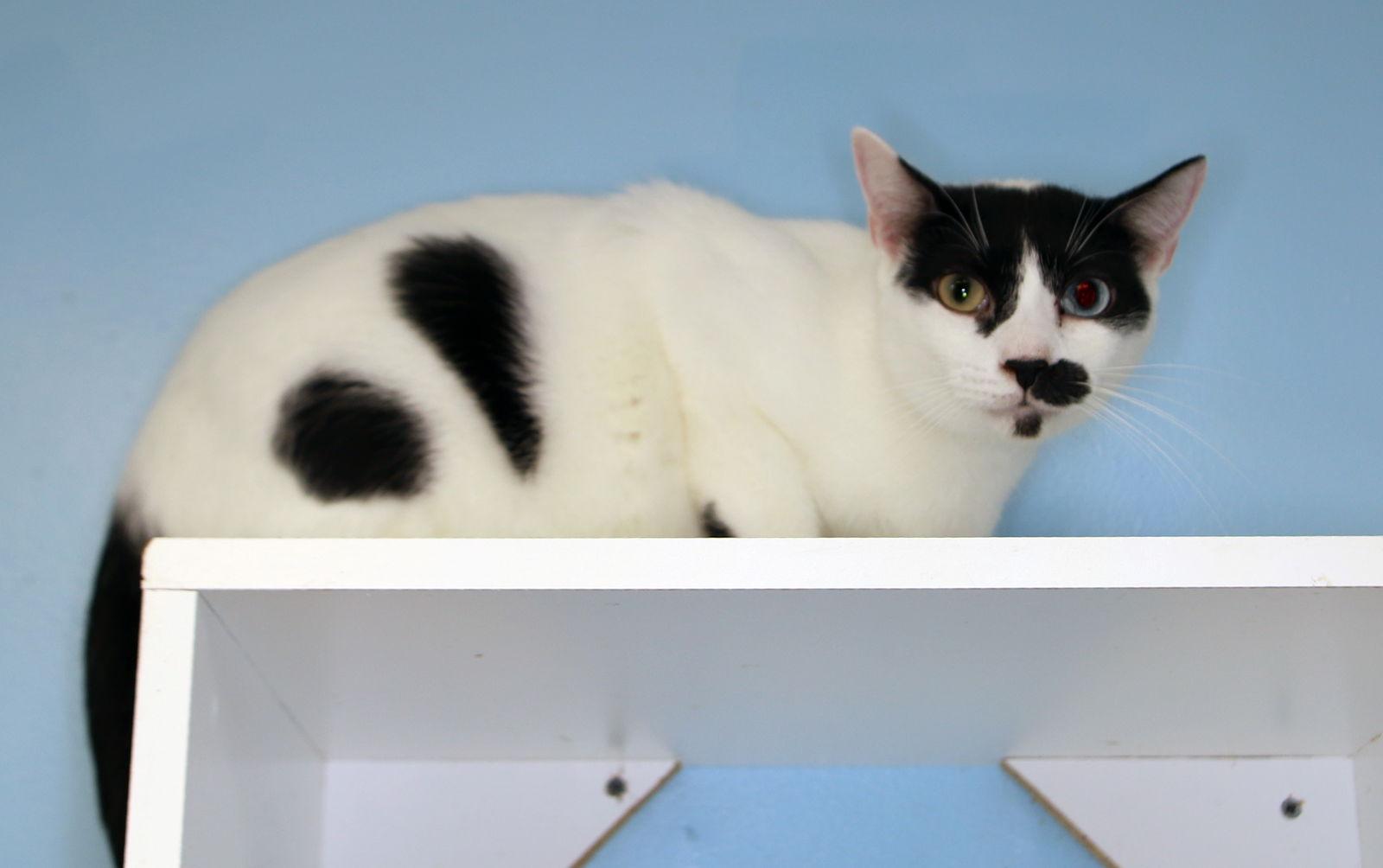 Enlarge Charlie Chapman - Center, a Adoptable Domestic Short Hair in Oakland Park, FL image 3/3