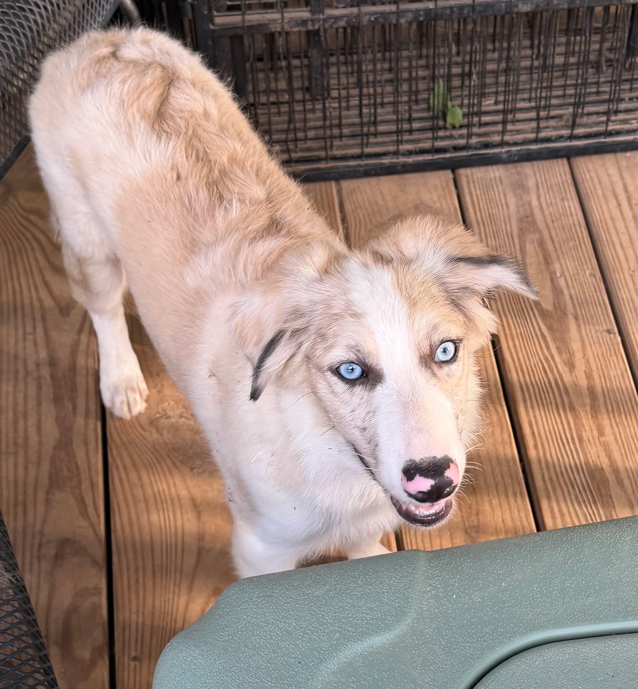 Dior, Adoptable, Puppy Female Australian Shepherd & Border Collie.