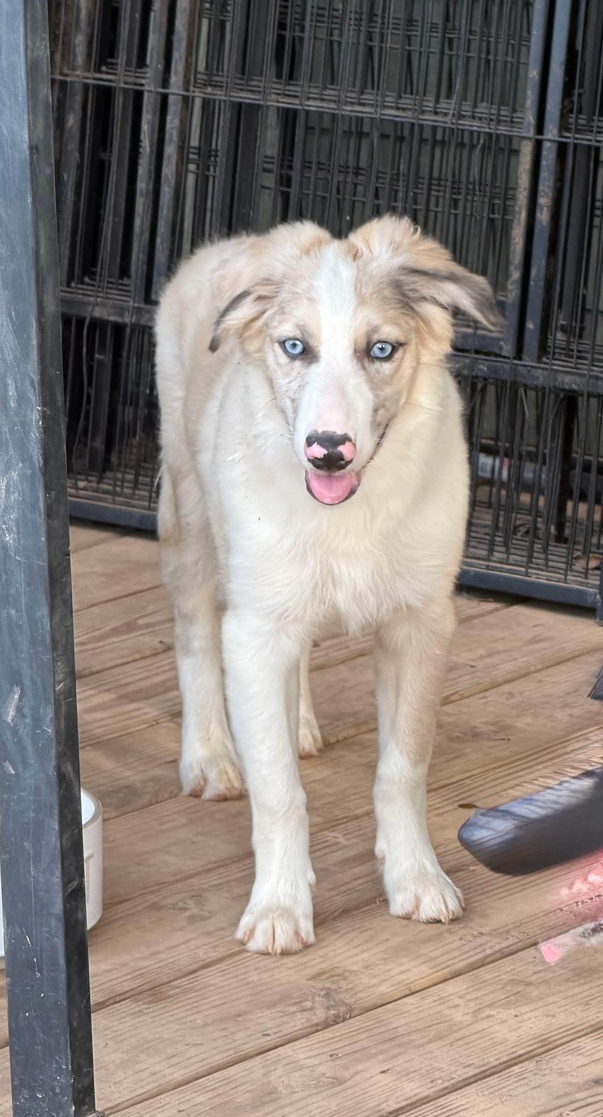 Dior, a Adoptable mixed breed in New Baltimore, MI image 2/6
