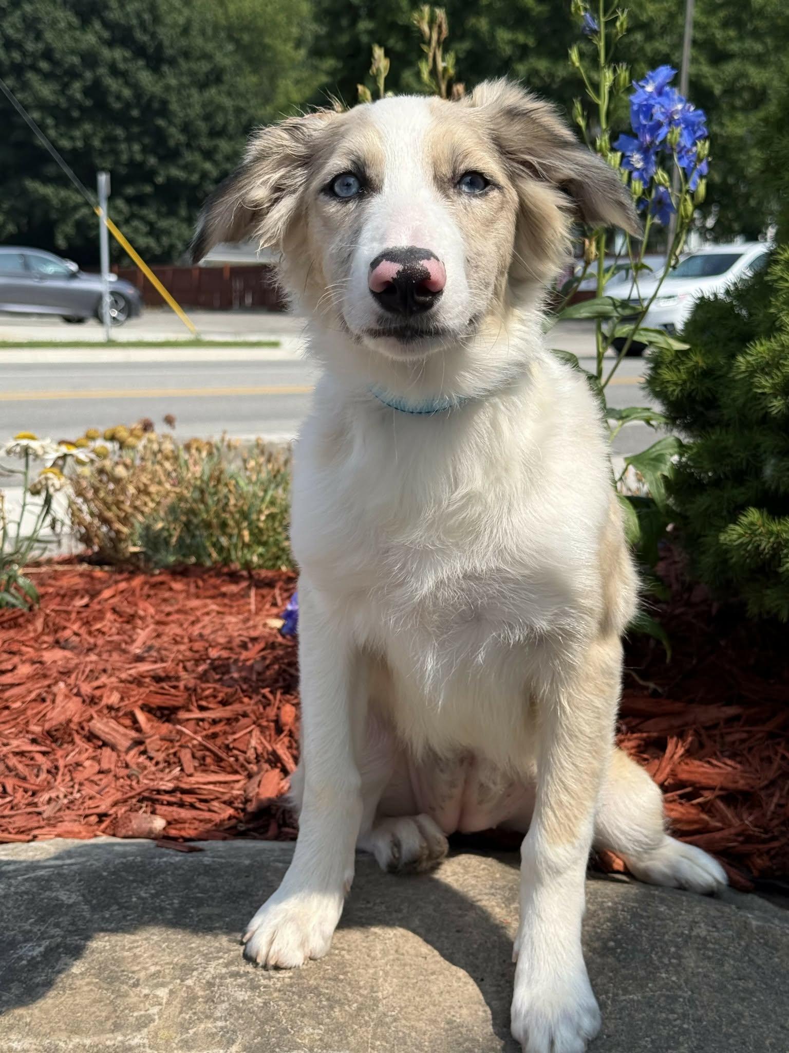 Dior, a Adoptable mixed breed in New Baltimore, MI image 3/6