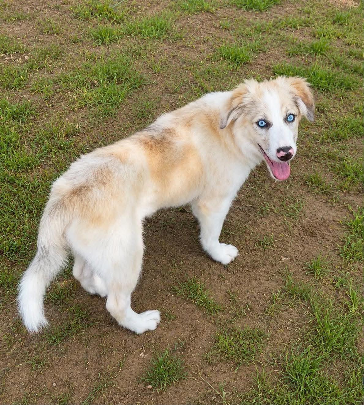 Dior, a Adoptable mixed breed in New Baltimore, MI image 5/6