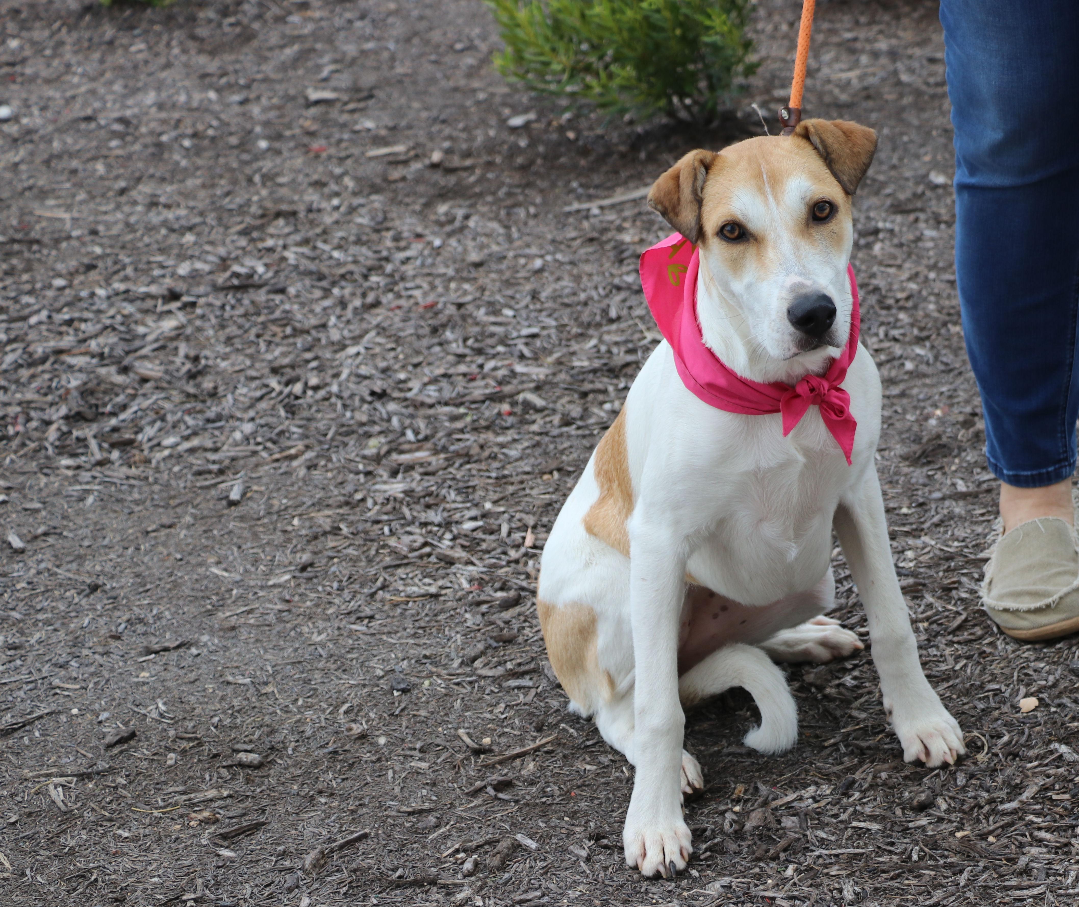 Enlarge Roobee, a Adoptable mixed breed in Pflugerville, TX image 4/6