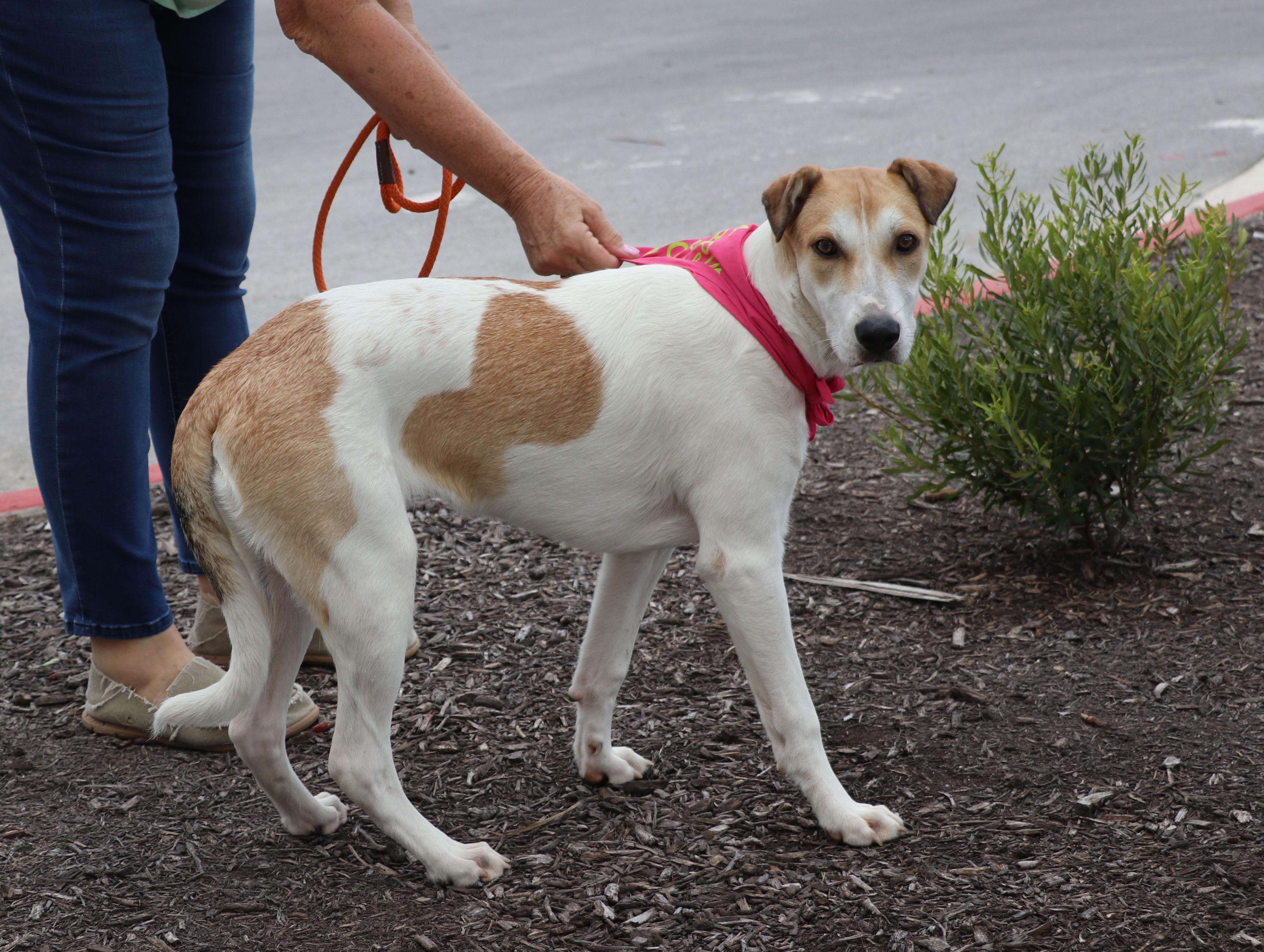 Enlarge Roobee, a Adoptable mixed breed in Pflugerville, TX image 1/6
