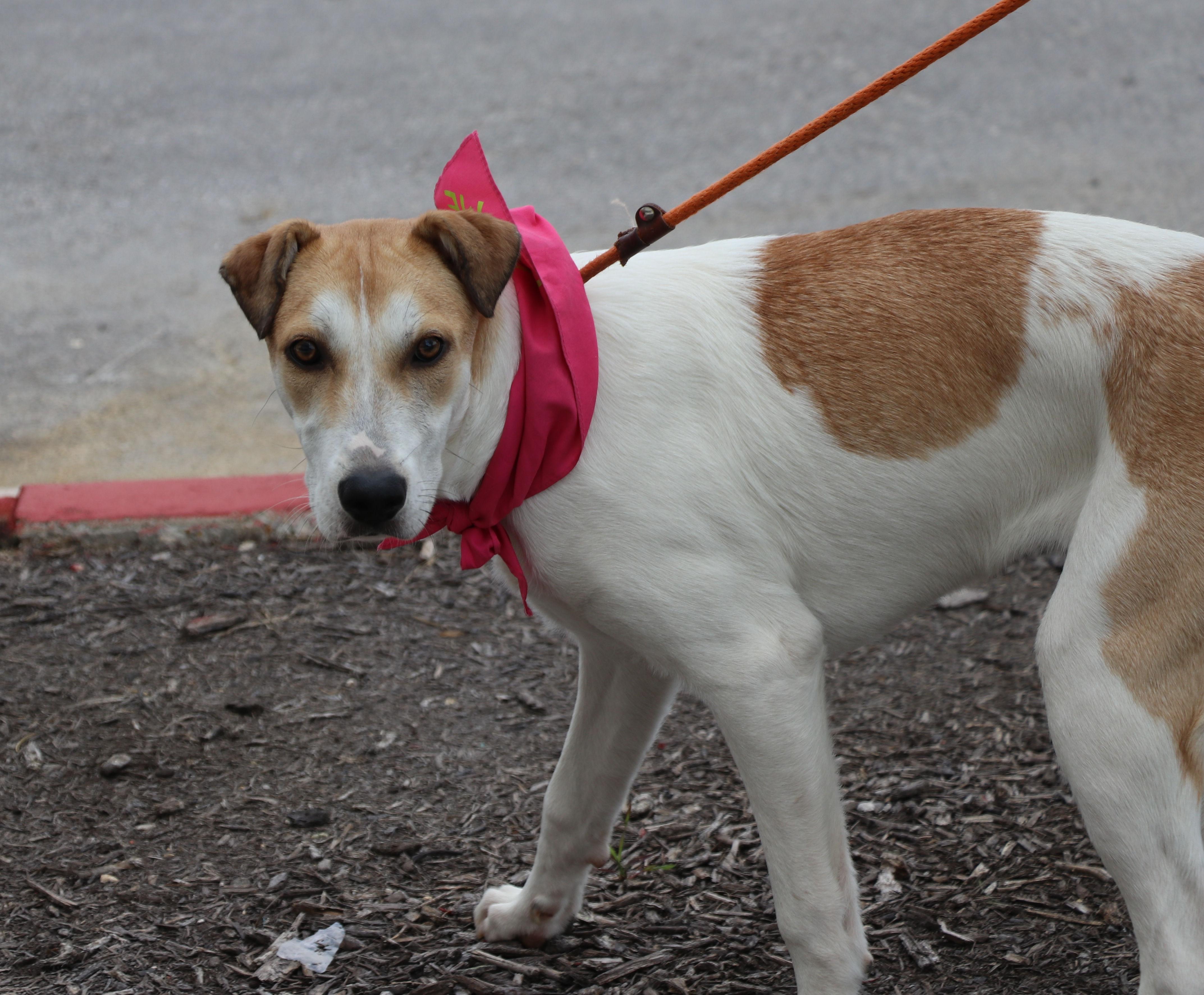 Enlarge Roobee, a Adoptable mixed breed in Pflugerville, TX image 3/6