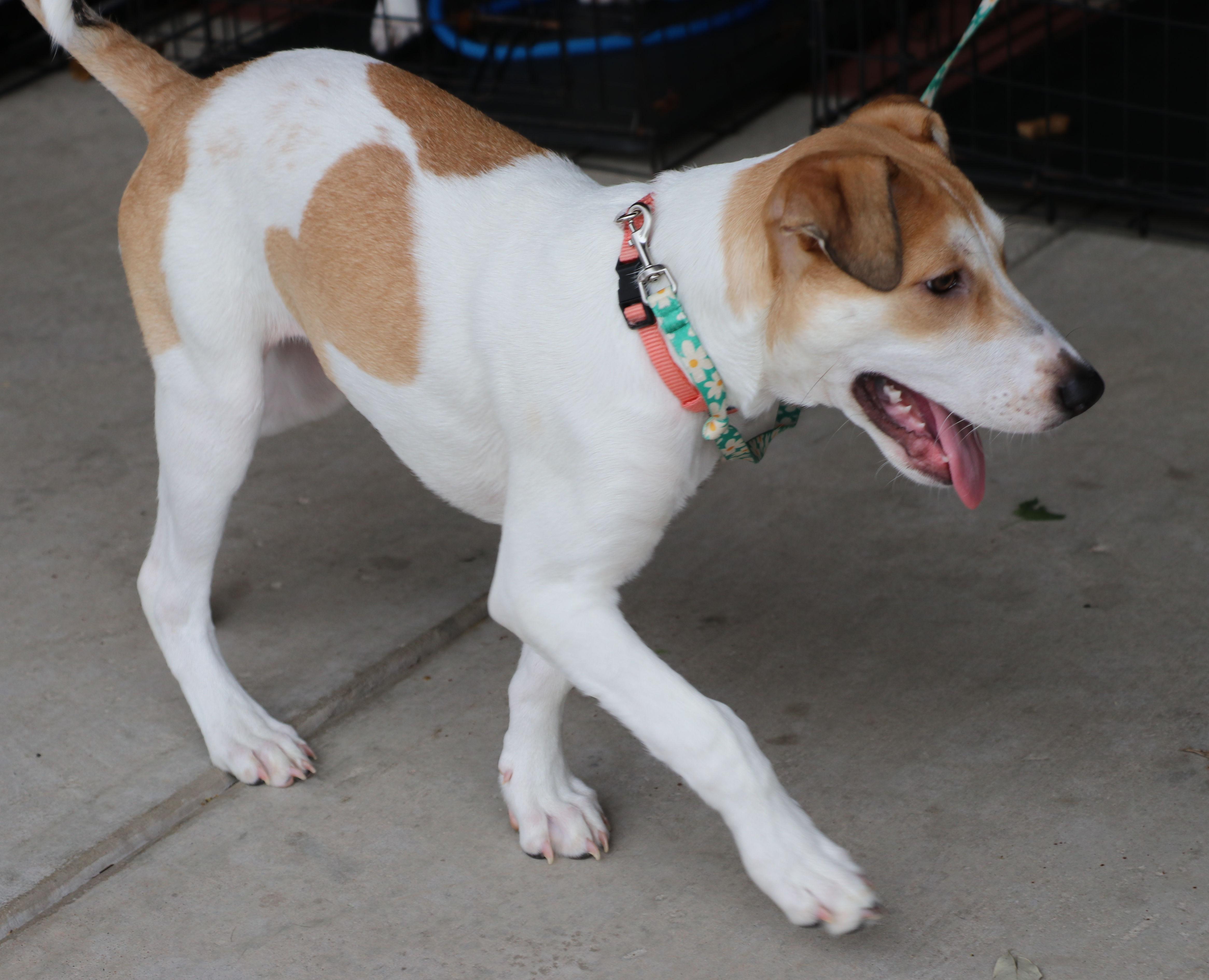 Enlarge Roobee, a Adoptable mixed breed in Pflugerville, TX image 5/6
