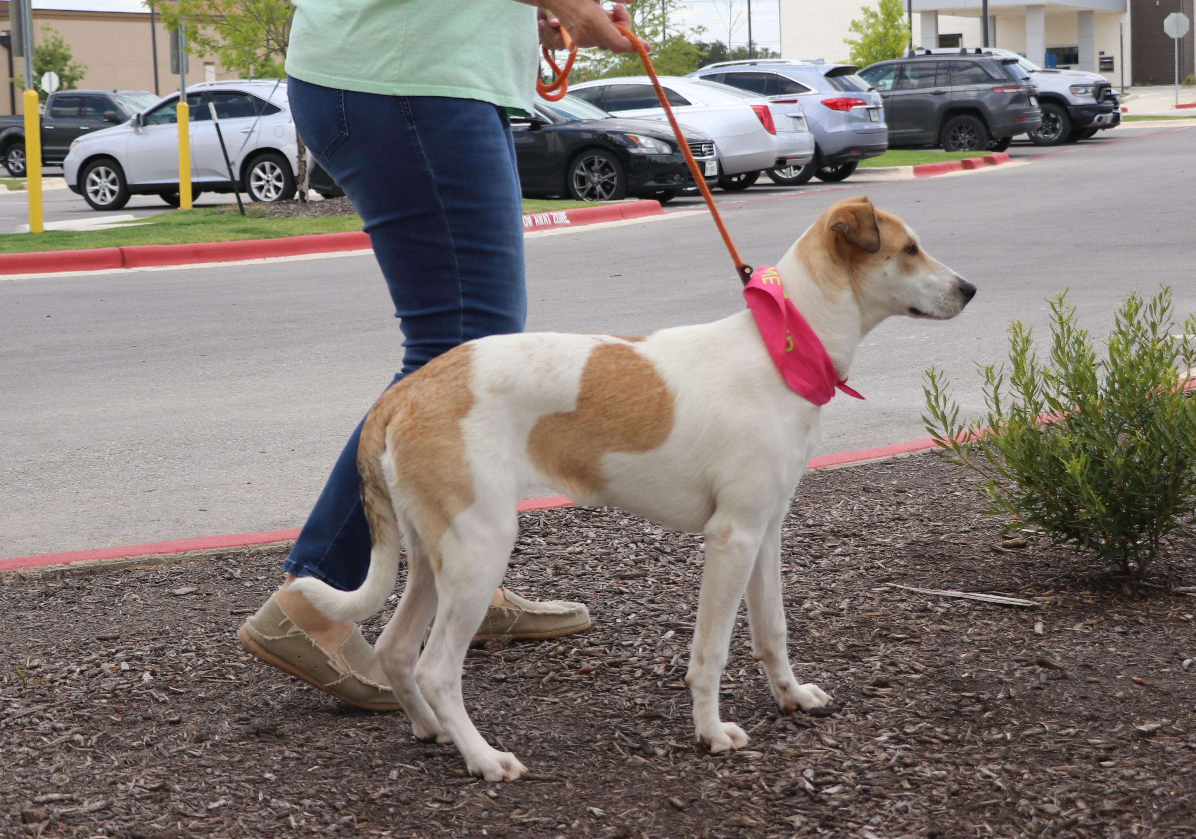 Enlarge Roobee, a Adoptable mixed breed in Pflugerville, TX image 2/6