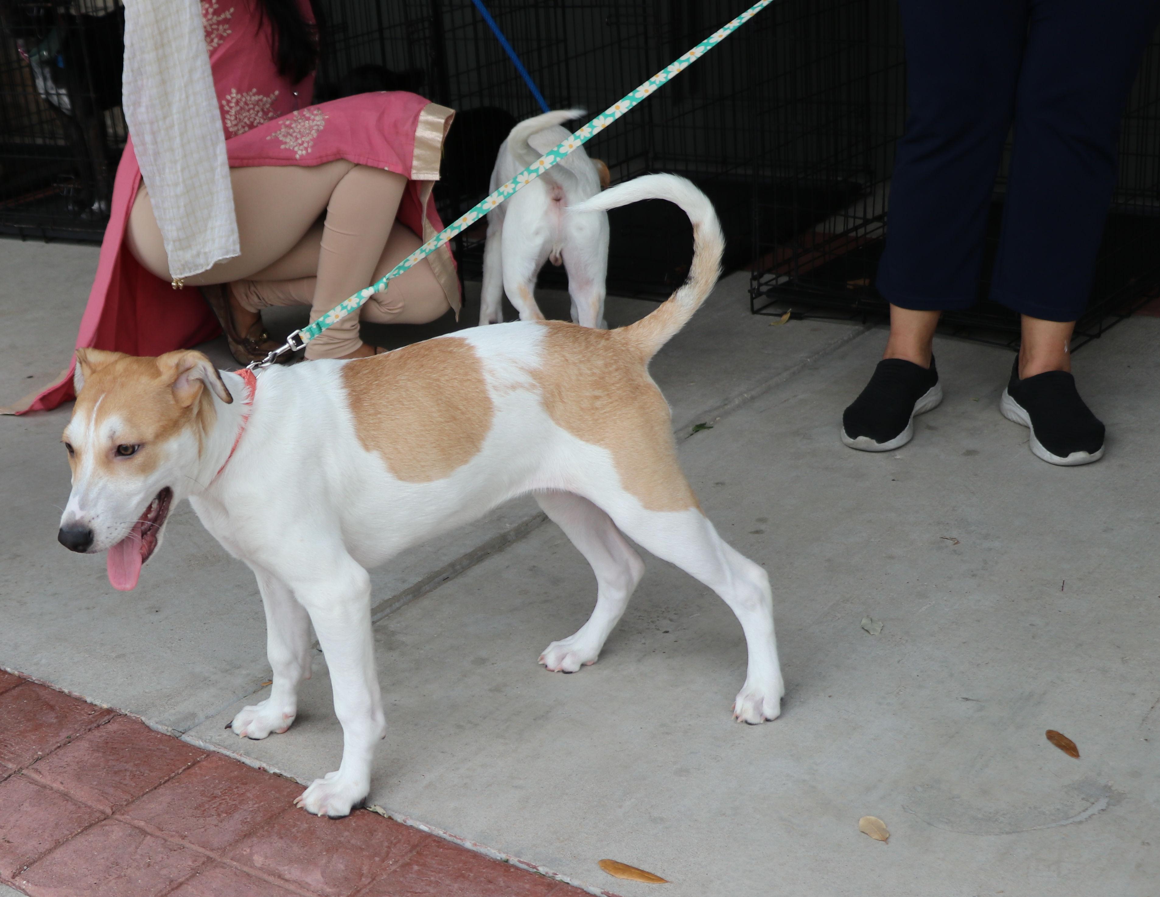 Enlarge Roobee, a Adoptable mixed breed in Pflugerville, TX image 6/6