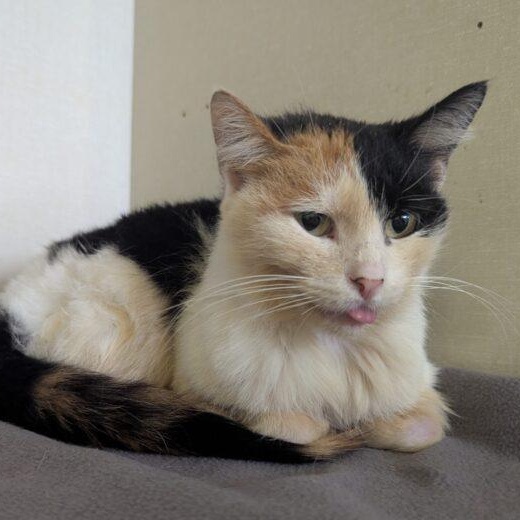 Nana, Adoptable, Adult Female Domestic Short Hair.