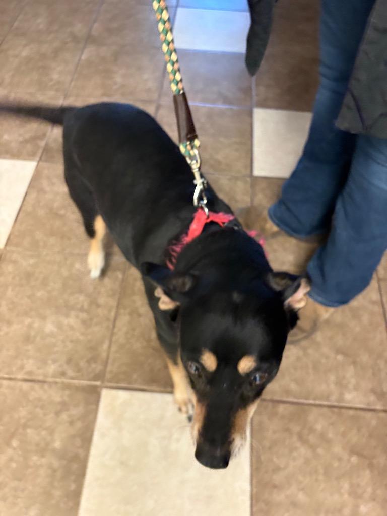 Enlarge EB, a Adoptable mixed breed in Mocksville, NC image 1/1