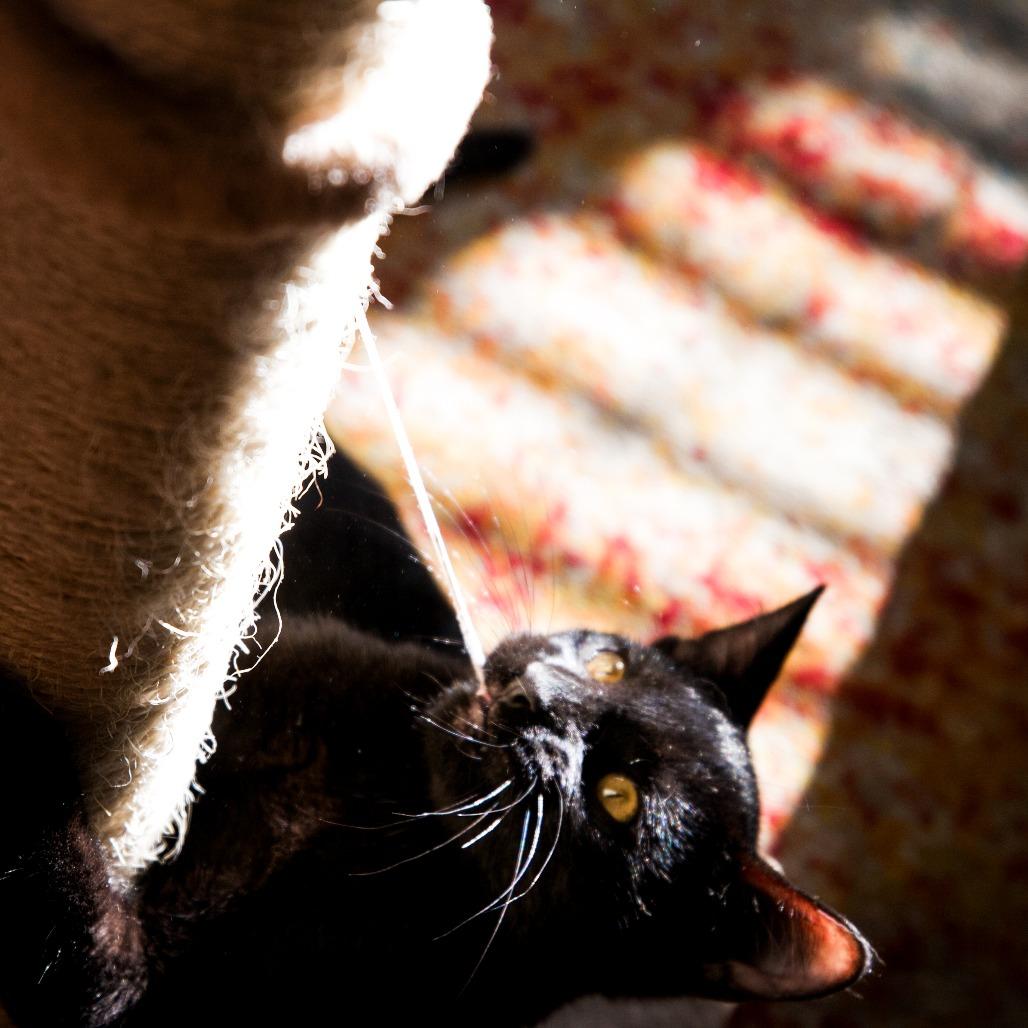 Enlarge Cinder, a Adoptable Domestic Short Hair in St. Louis, MO image 1/4