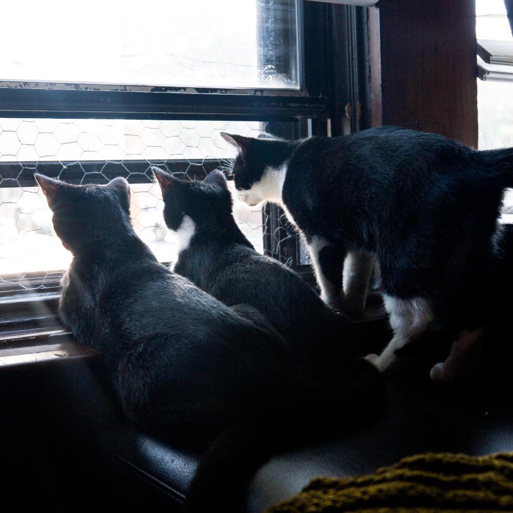 Enlarge Cinder, a Adoptable Domestic Short Hair in St. Louis, MO image 2/4