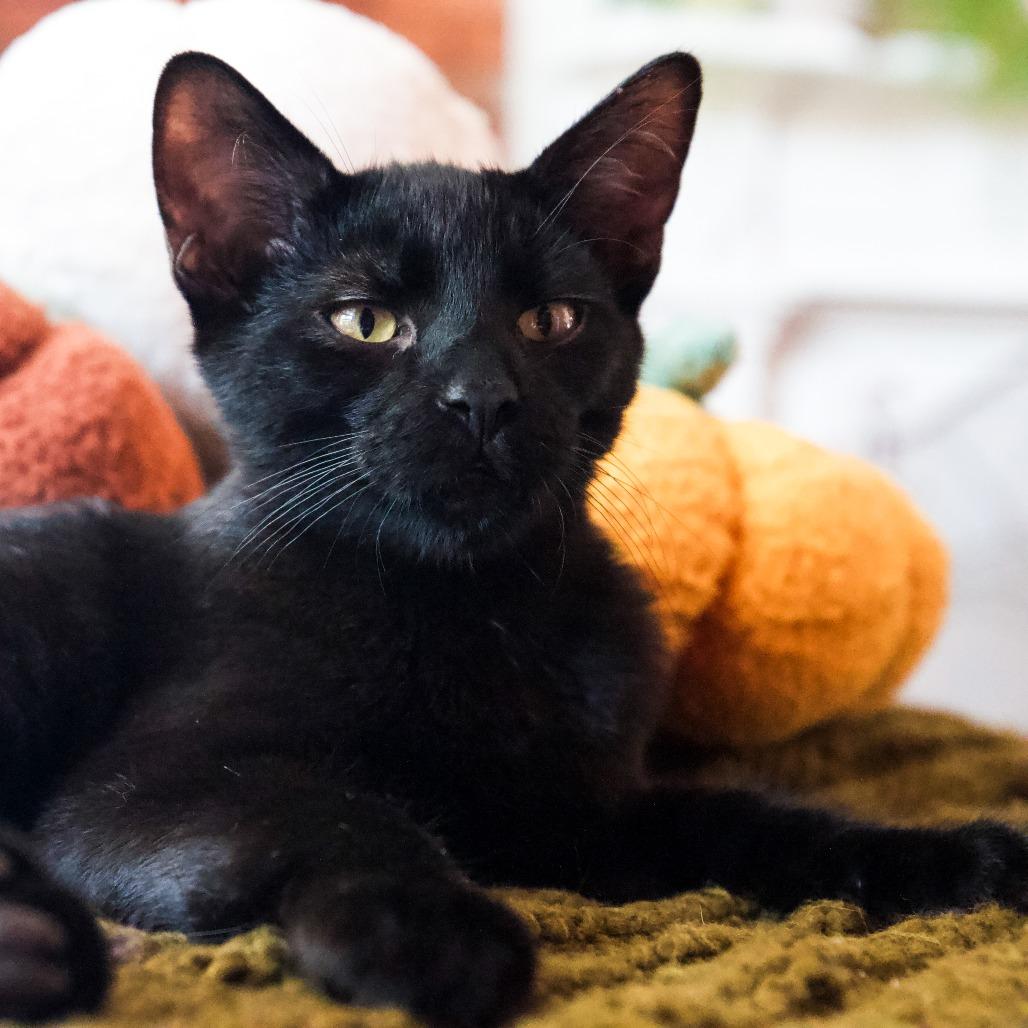 Enlarge Cinder, a Adoptable Domestic Short Hair in St. Louis, MO image 3/4