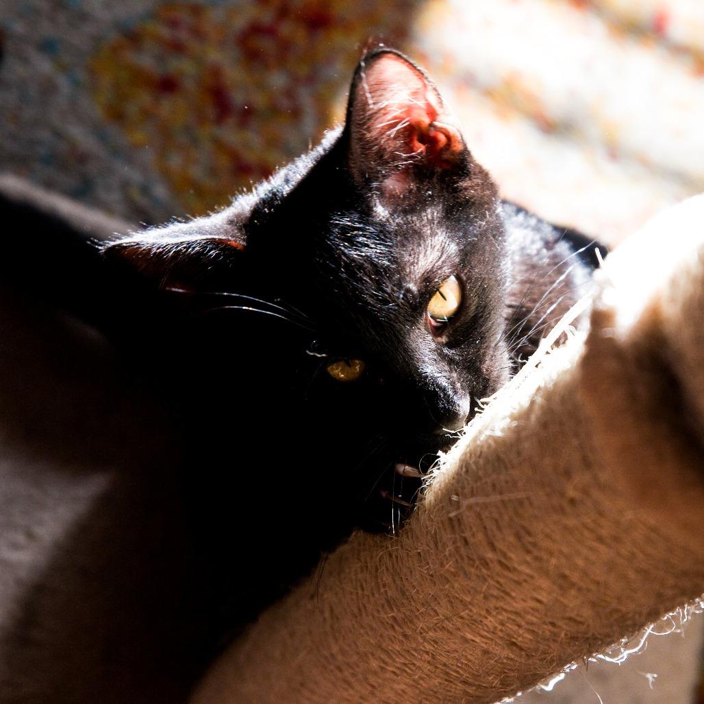 Enlarge Cinder, a Adoptable Domestic Short Hair in St. Louis, MO image 4/4