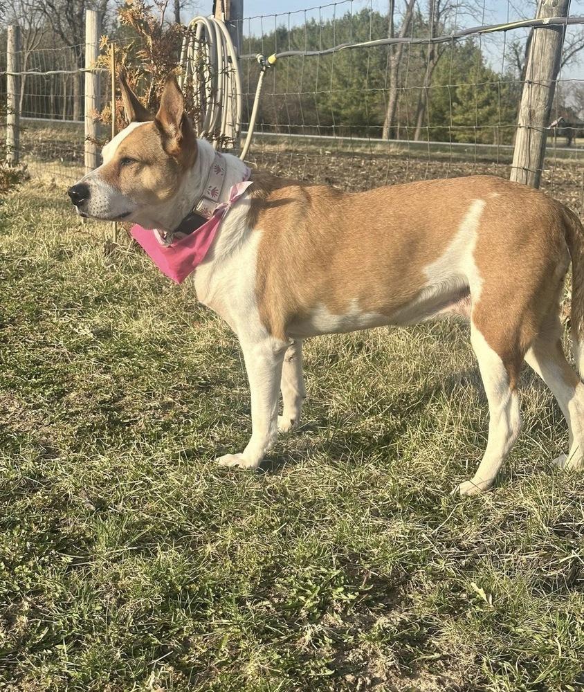 Merida, Adoptable, Senior Female Terrier & Australian Cattle Dog / Blue Heeler.