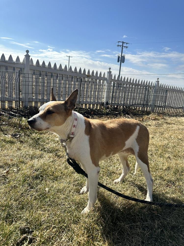 Enlarge Merida, a Adoptable mixed breed in Poplar Grove, IL image 2/4