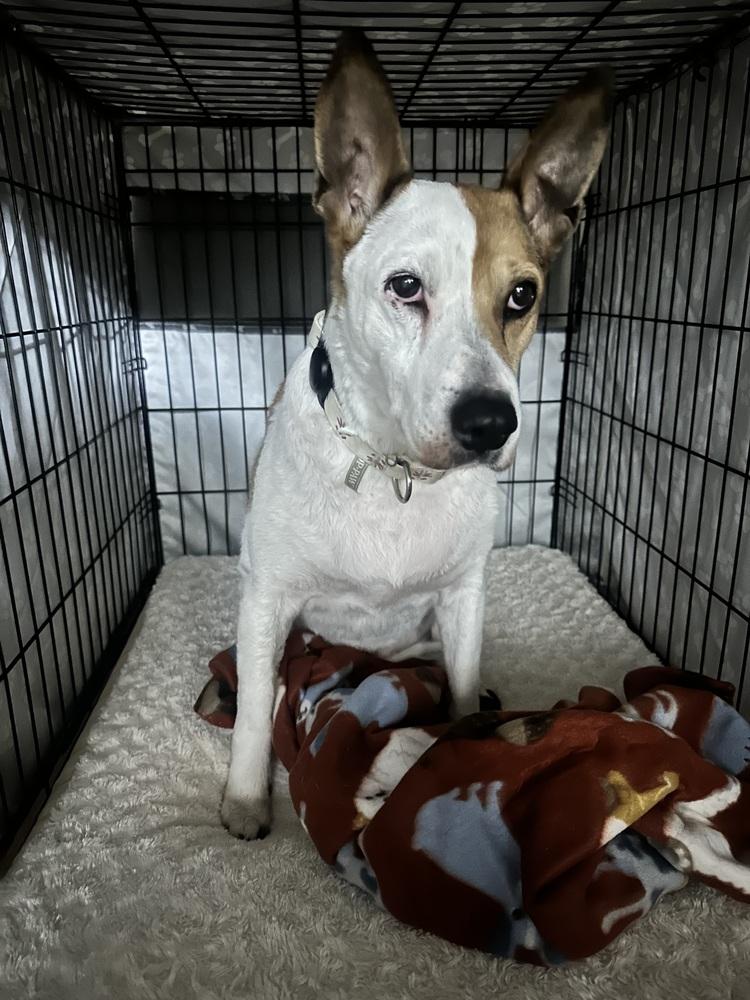 Enlarge Merida, a Adoptable mixed breed in Poplar Grove, IL image 3/4