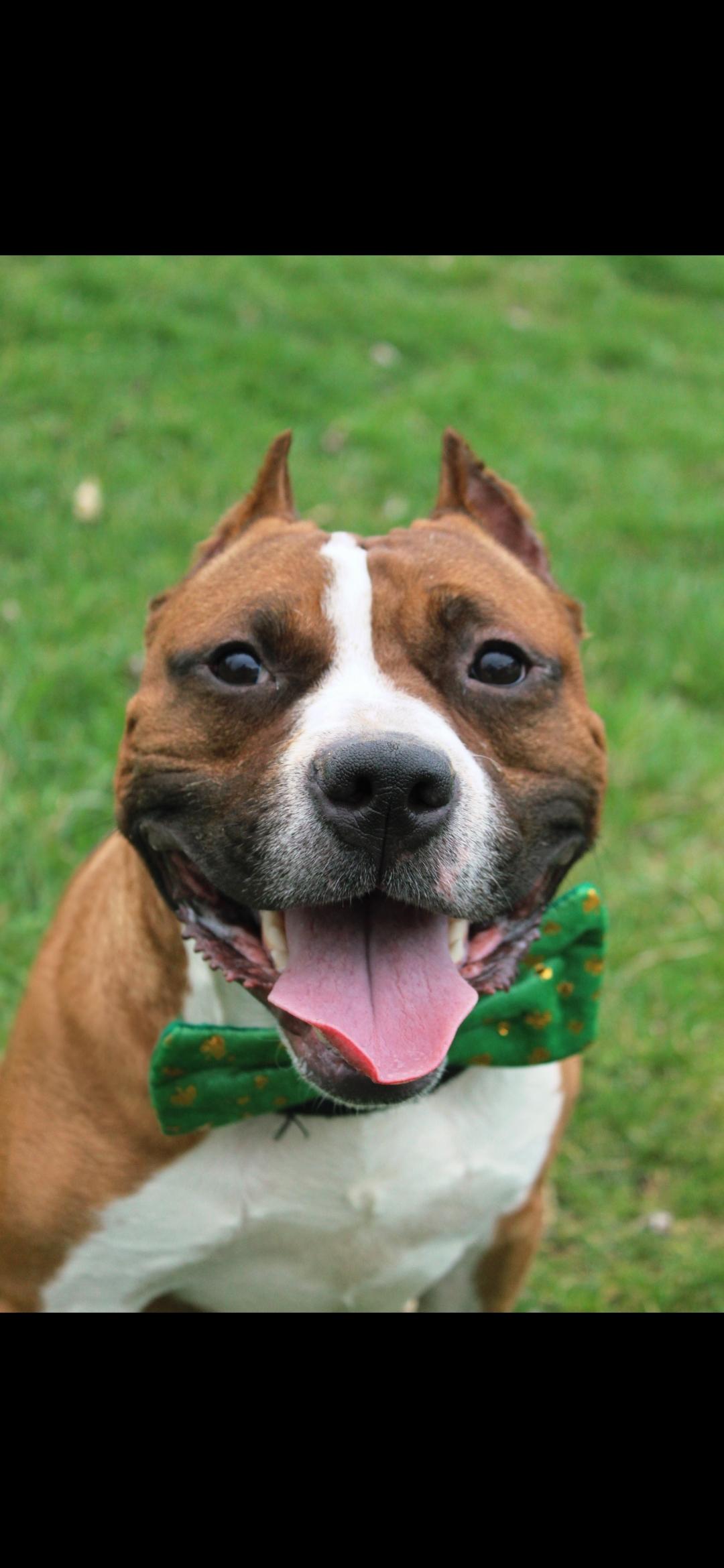 Wasabi, adoptable, Adult Male American Bully.
