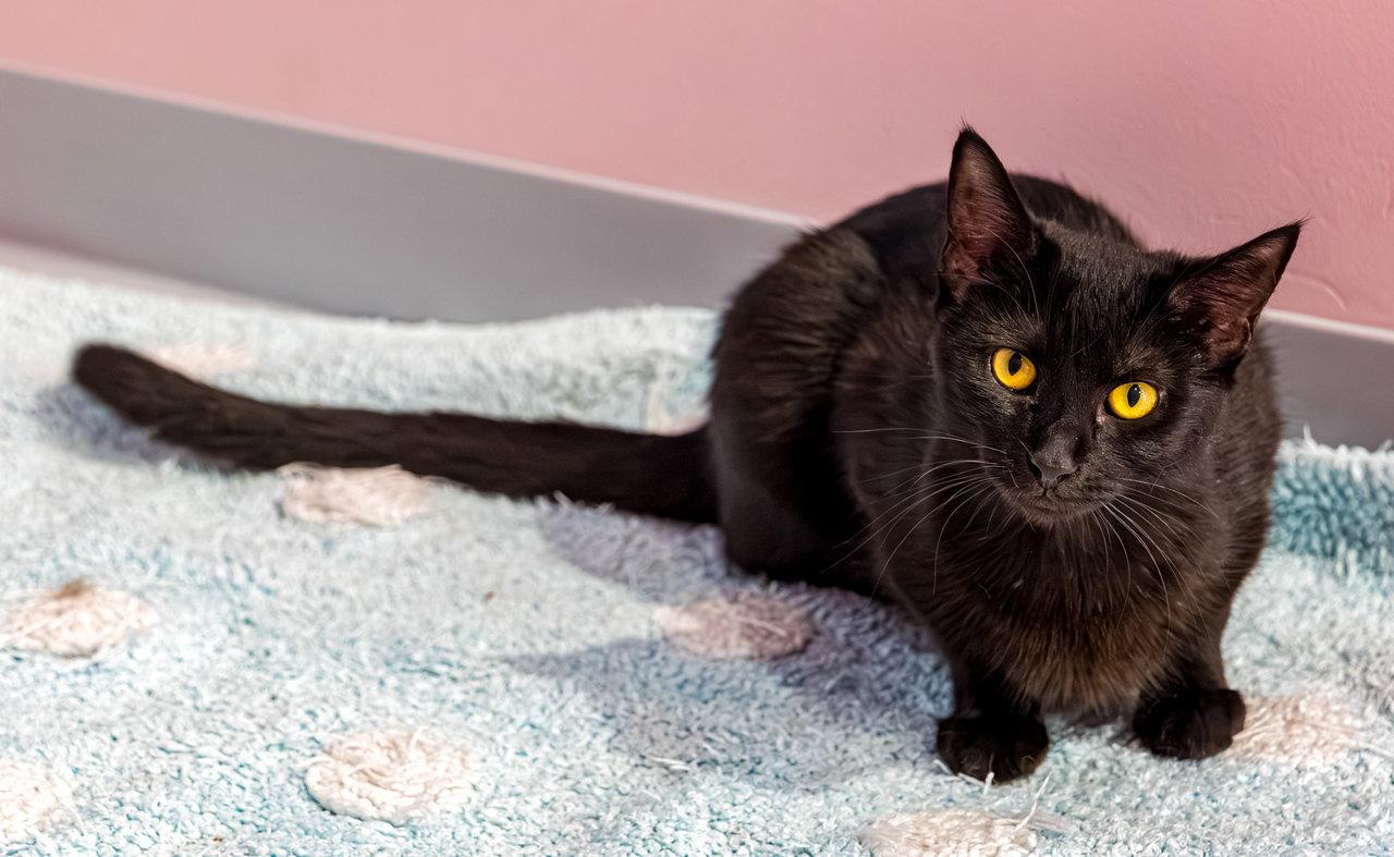 Enlarge Pepper (bonded to Salt) - KBC, a Adopted Domestic Short Hair in Dublin, OH image 1/1