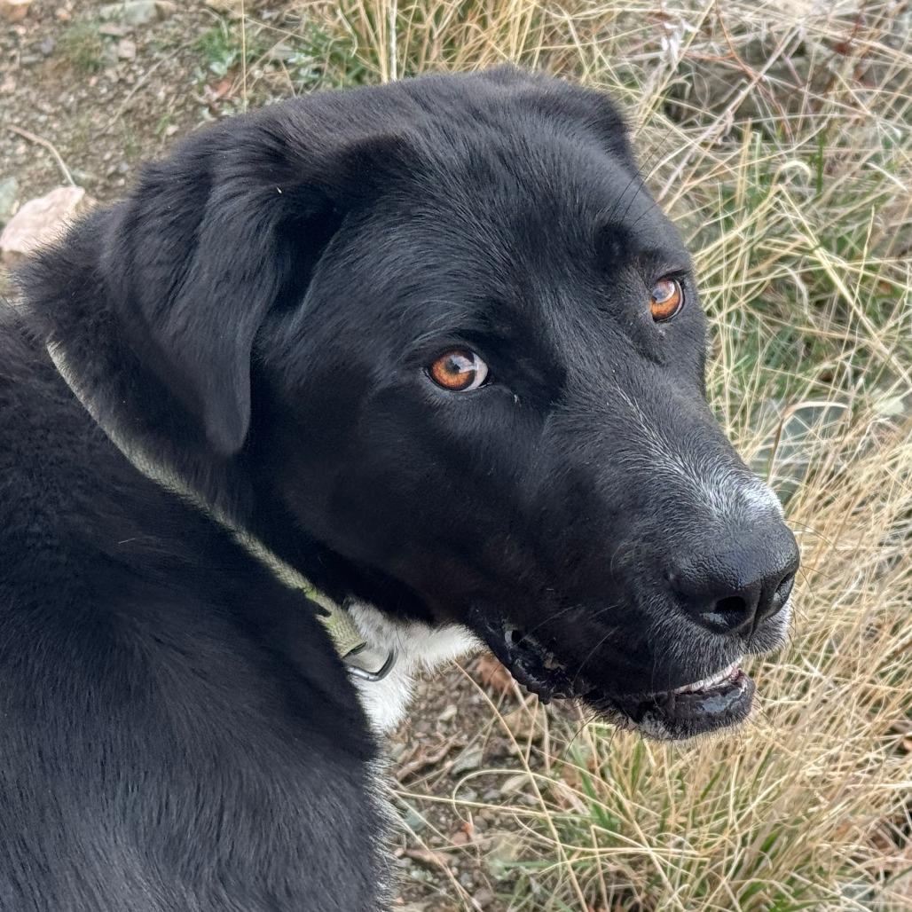 Phoebe, Adoptable, Adult Female Great Pyrenees & Mixed Breed.