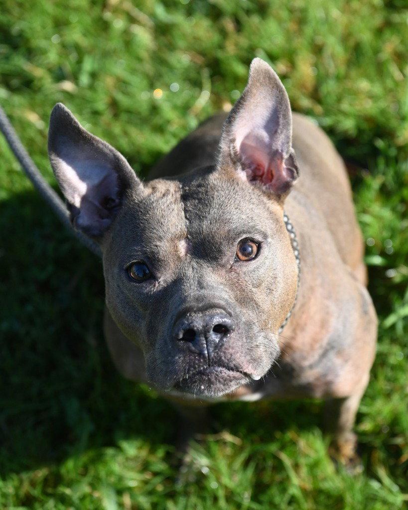Enlarge DA 9 Tina Luna, a Adoptable Pit Bull Terrier in Glen Allen, VA image 1/3