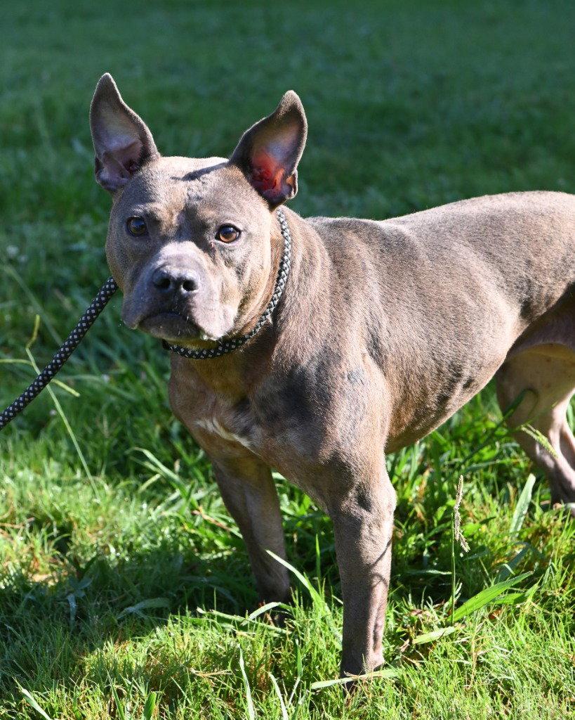 Enlarge DA 9 Tina Luna, a Adoptable Pit Bull Terrier in Glen Allen, VA image 2/3