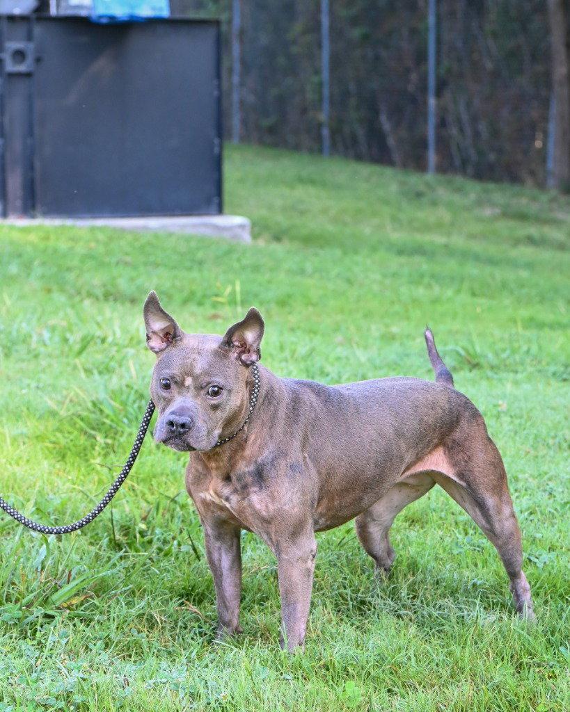 Enlarge DA 9 Tina Luna, a Adoptable Pit Bull Terrier in Glen Allen, VA image 3/3