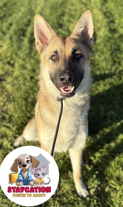 Enlarge Vigo, a Adoptable mixed breed in Phoenix, AZ image 1/2