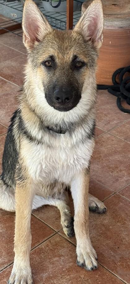 Enlarge Vigo, a Adoptable mixed breed in Phoenix, AZ image 2/2