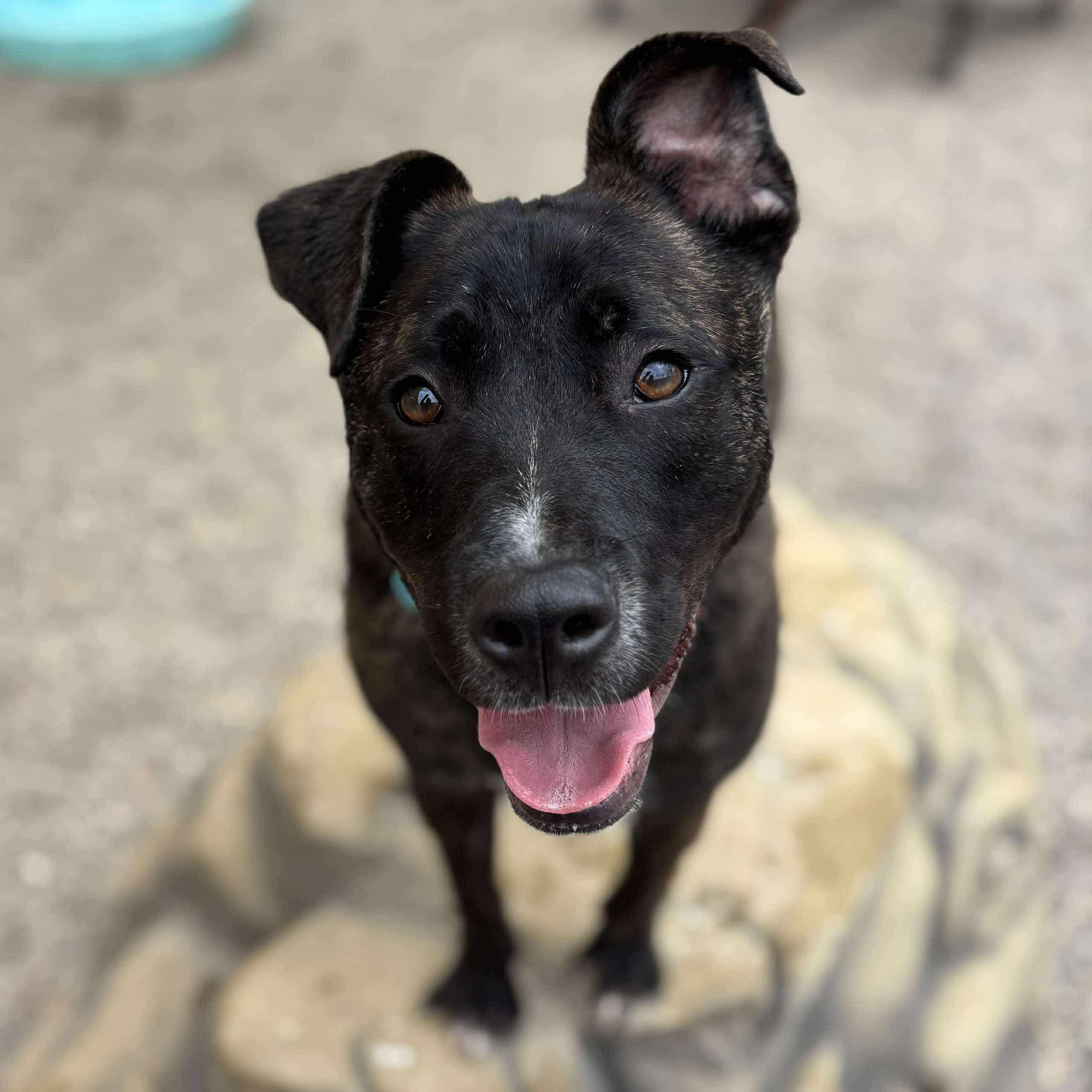 Enlarge Grobgol, a Adoptable mixed breed in Detroit, MI image 3/6