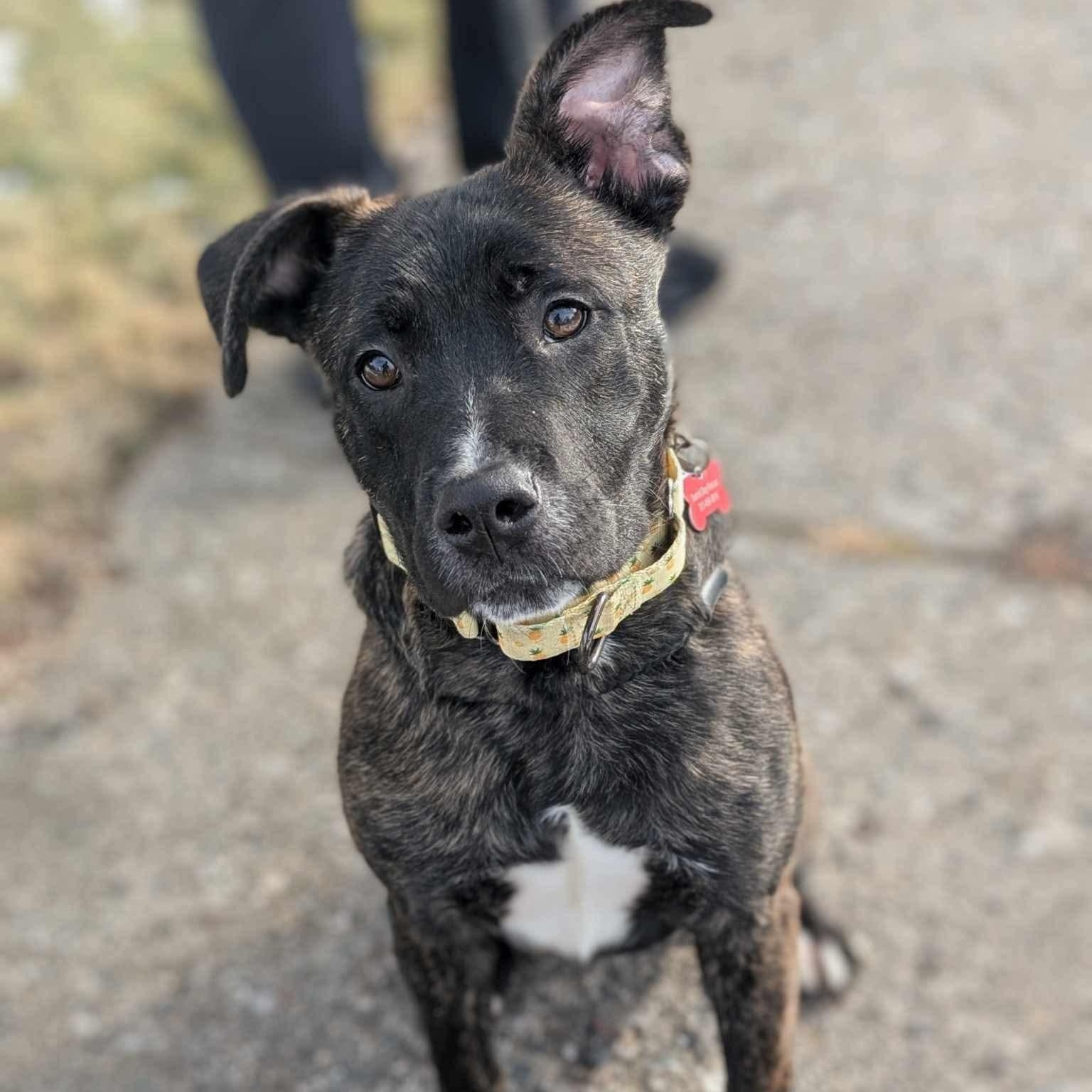 Enlarge Grobgol, a Adoptable mixed breed in Detroit, MI image 4/6