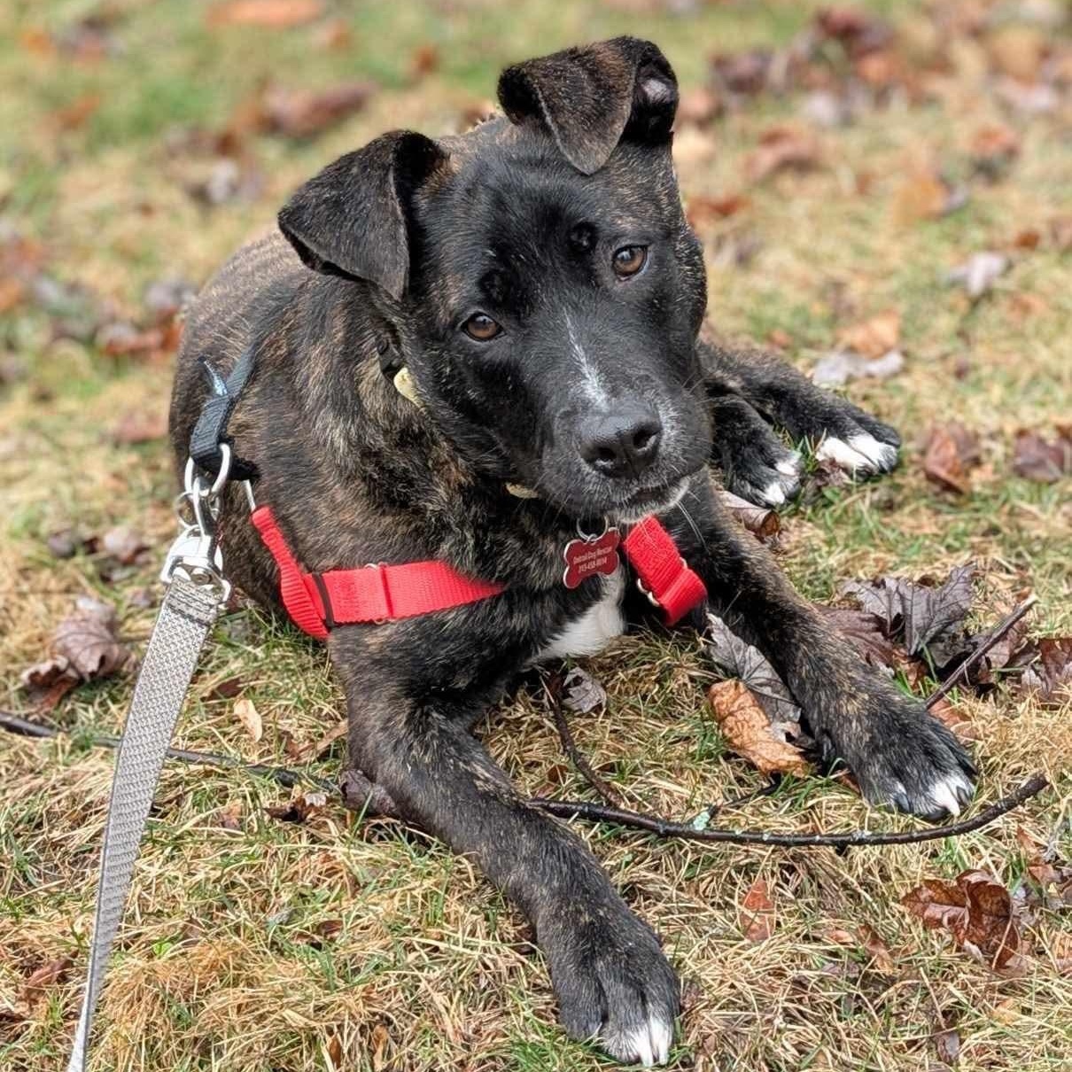 Enlarge Grobgol, a Adoptable mixed breed in Detroit, MI image 2/6