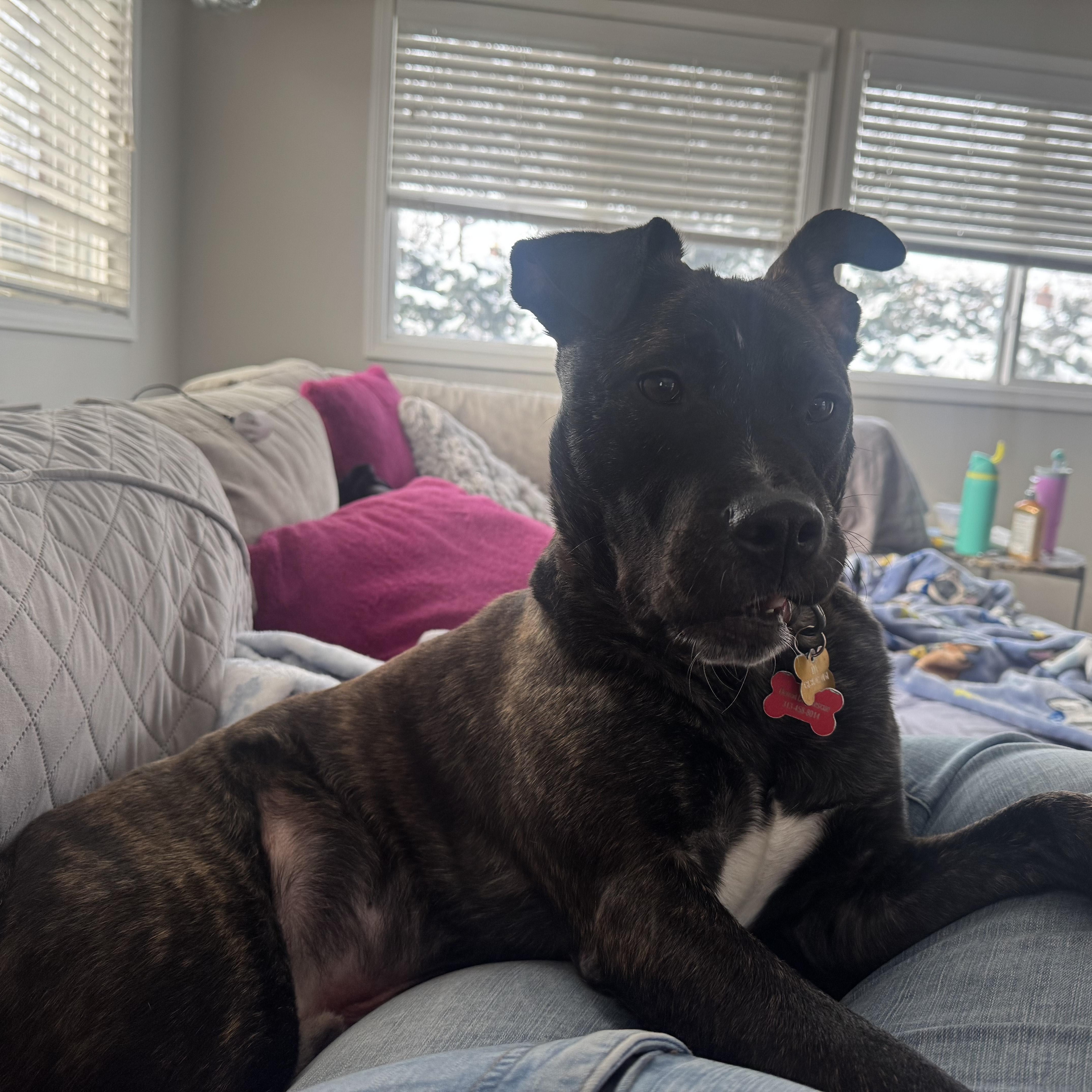 Enlarge Grobgol, a Adoptable mixed breed in Detroit, MI image 6/6