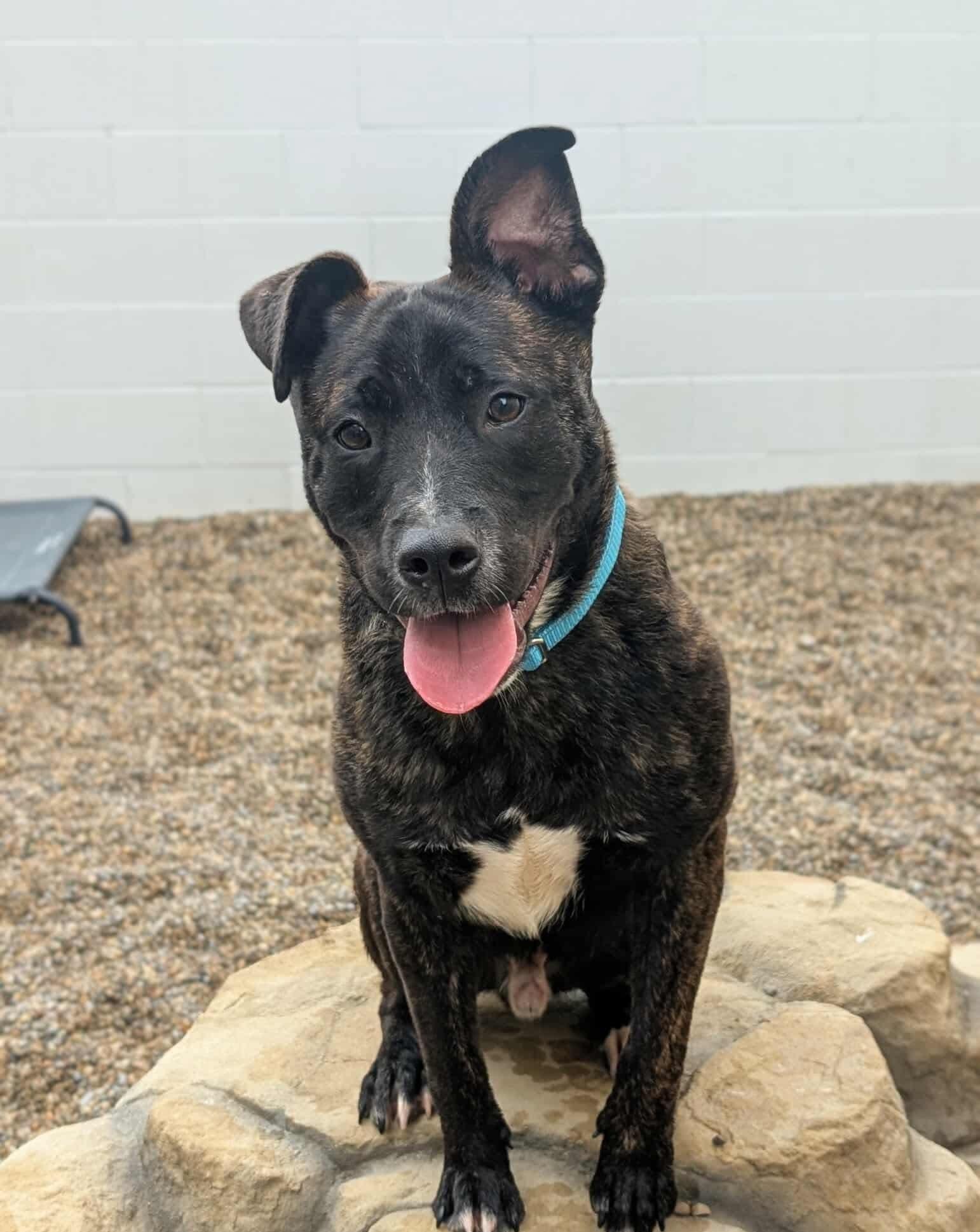 Enlarge Grobgol, a Adoptable mixed breed in Detroit, MI image 6/6