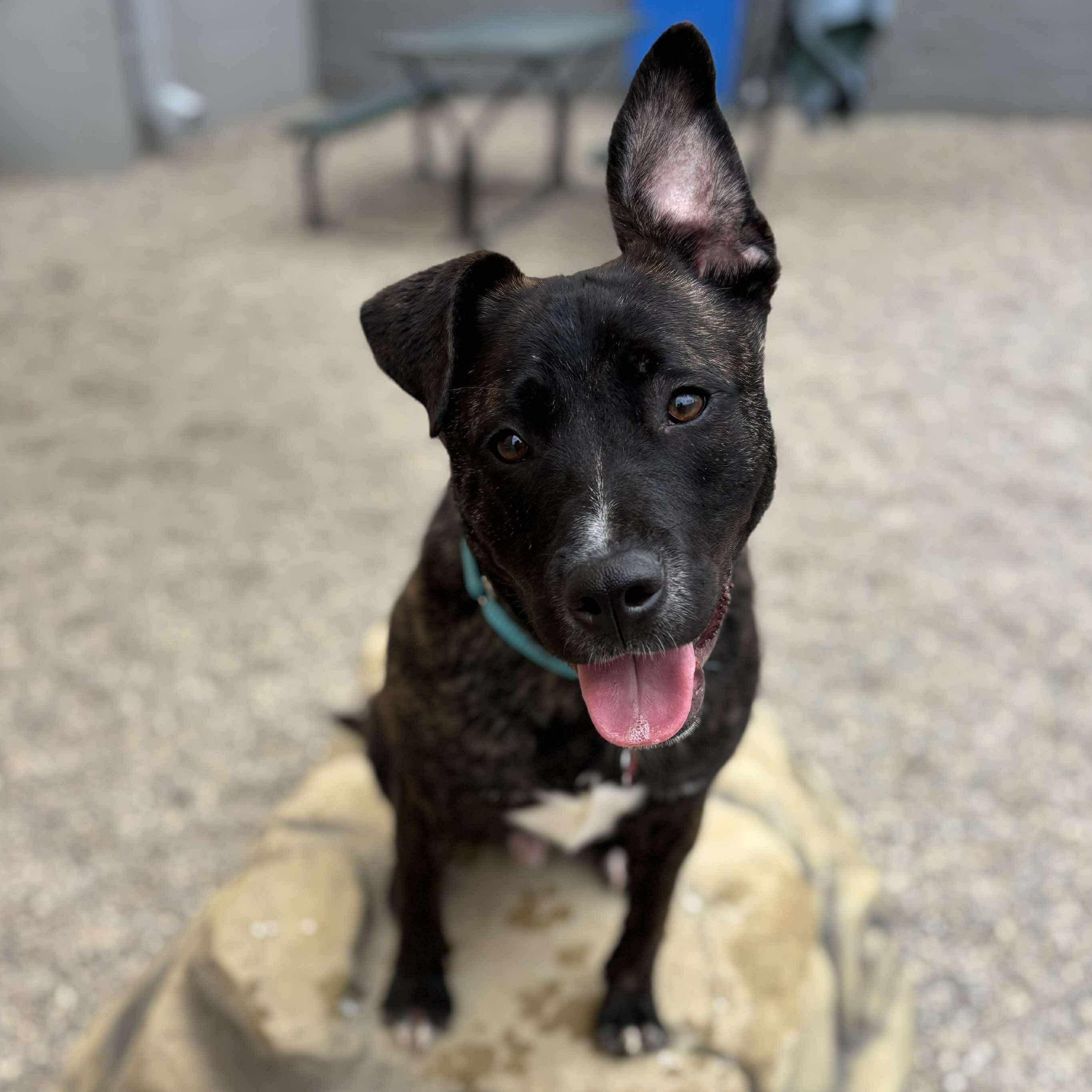 Enlarge Grobgol, a Adoptable mixed breed in Detroit, MI image 5/6