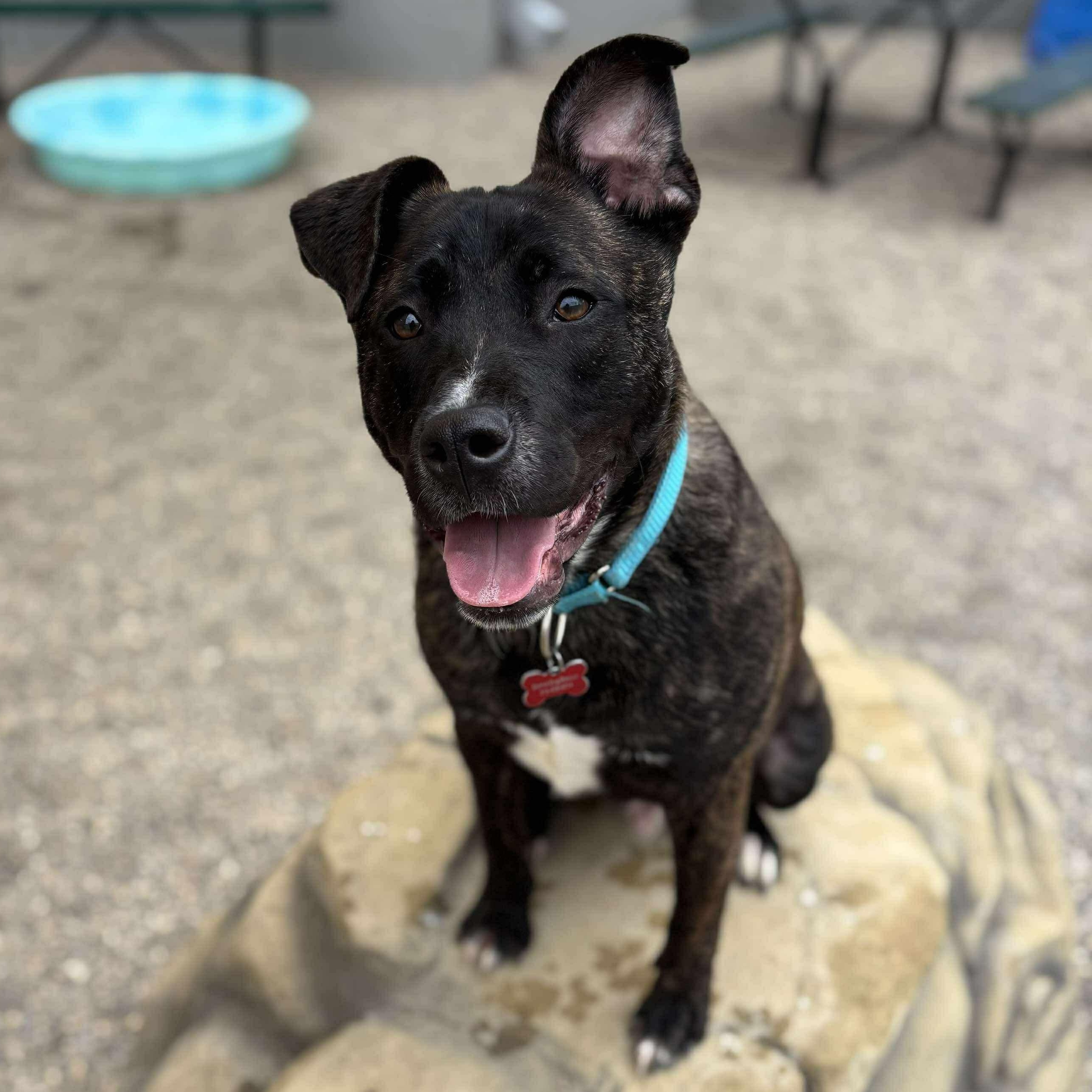 Enlarge Grobgol, a Adoptable mixed breed in Detroit, MI image 1/6