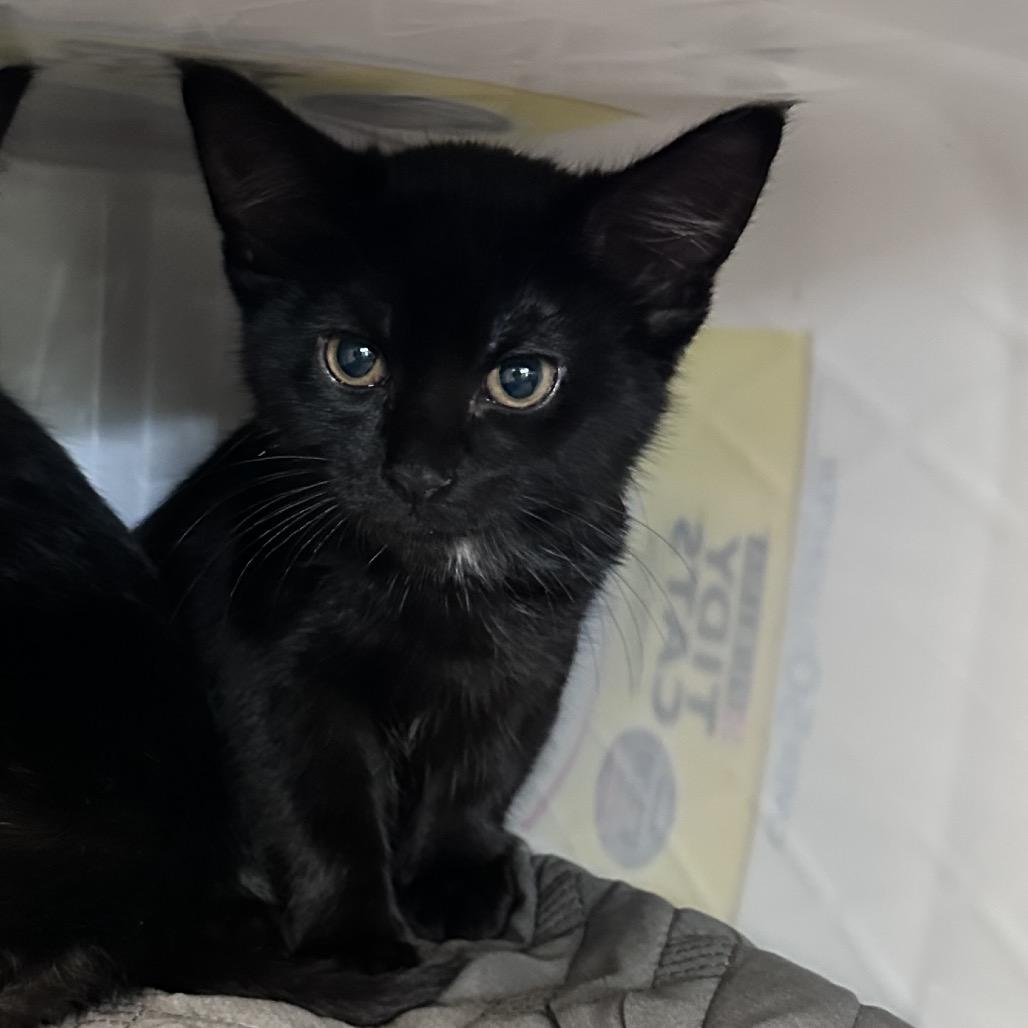 Enlarge Echo, a Adoptable Domestic Short Hair in Manhattan, KS image 1/1