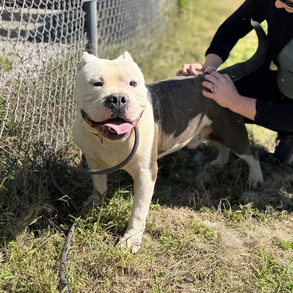 Enlarge Chance, a Adoptable English Bulldog in Springboro, OH image 2/2