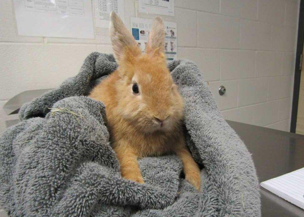 Megan, Adoptable, Young Female Rex.