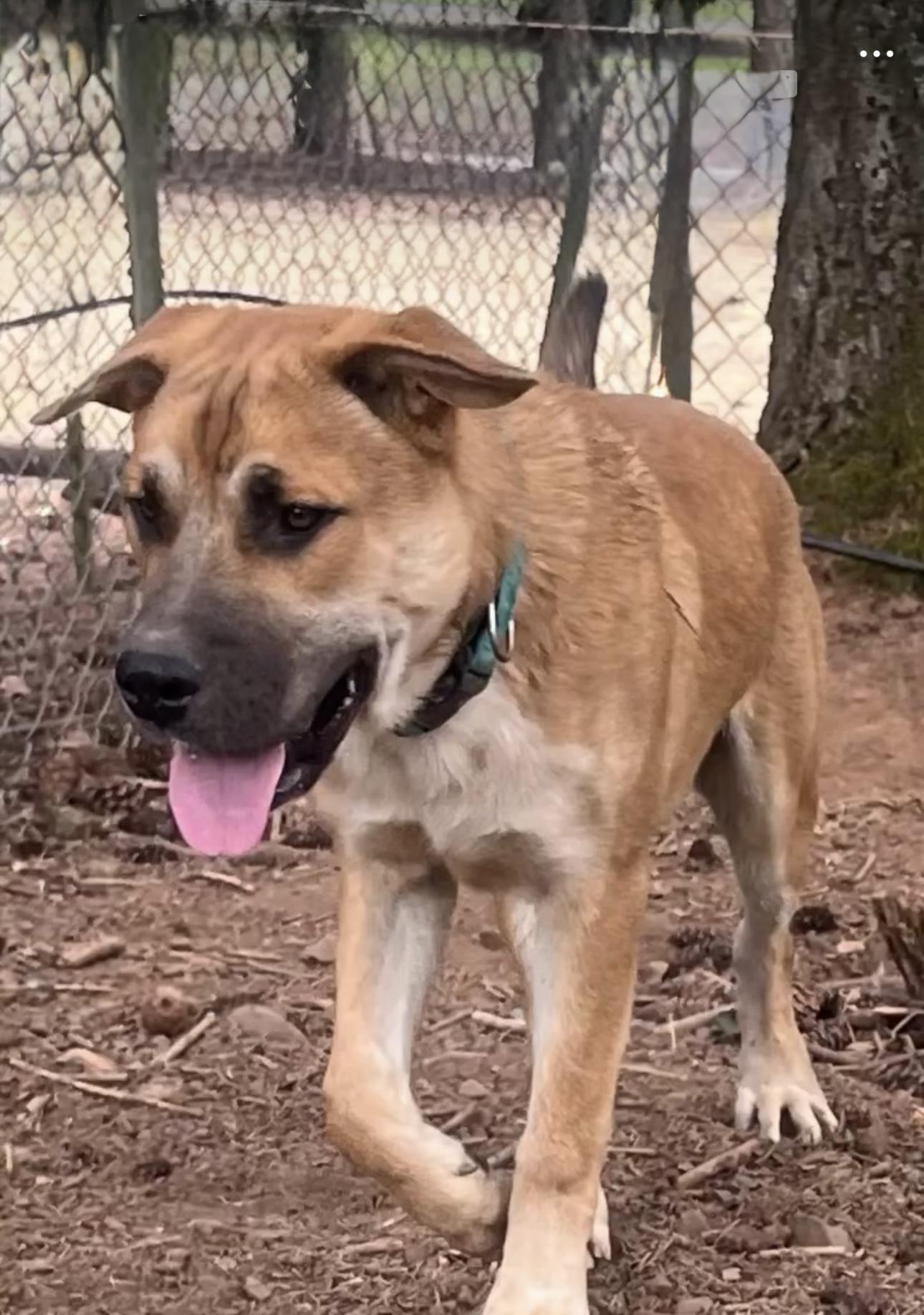 JOEY, an adoptable mixed breed in Portland , OR image 4/6