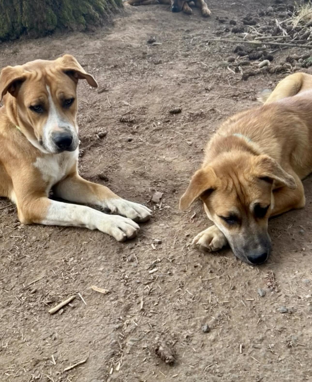 JOEY, an adoptable mixed breed in Portland , OR image 6/6