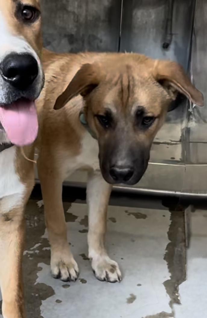 JOEY, an adoptable mixed breed in Portland , OR image 3/6